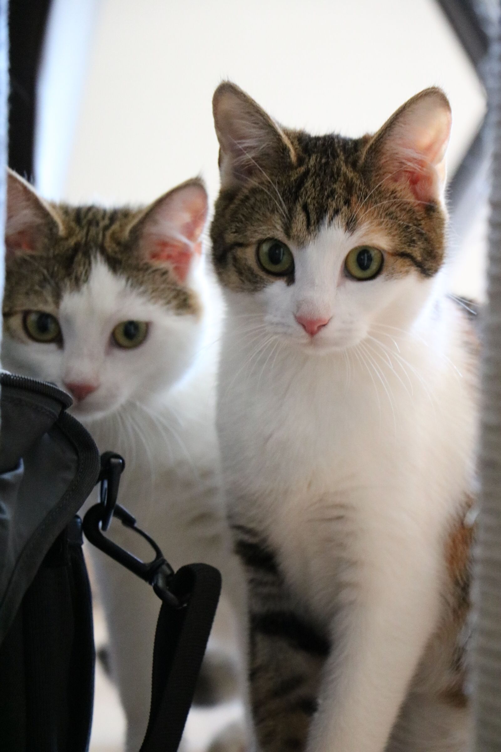 Canon EOS 750D (EOS Rebel T6i / EOS Kiss X8i) sample photo. Cat, animal, kitten photography