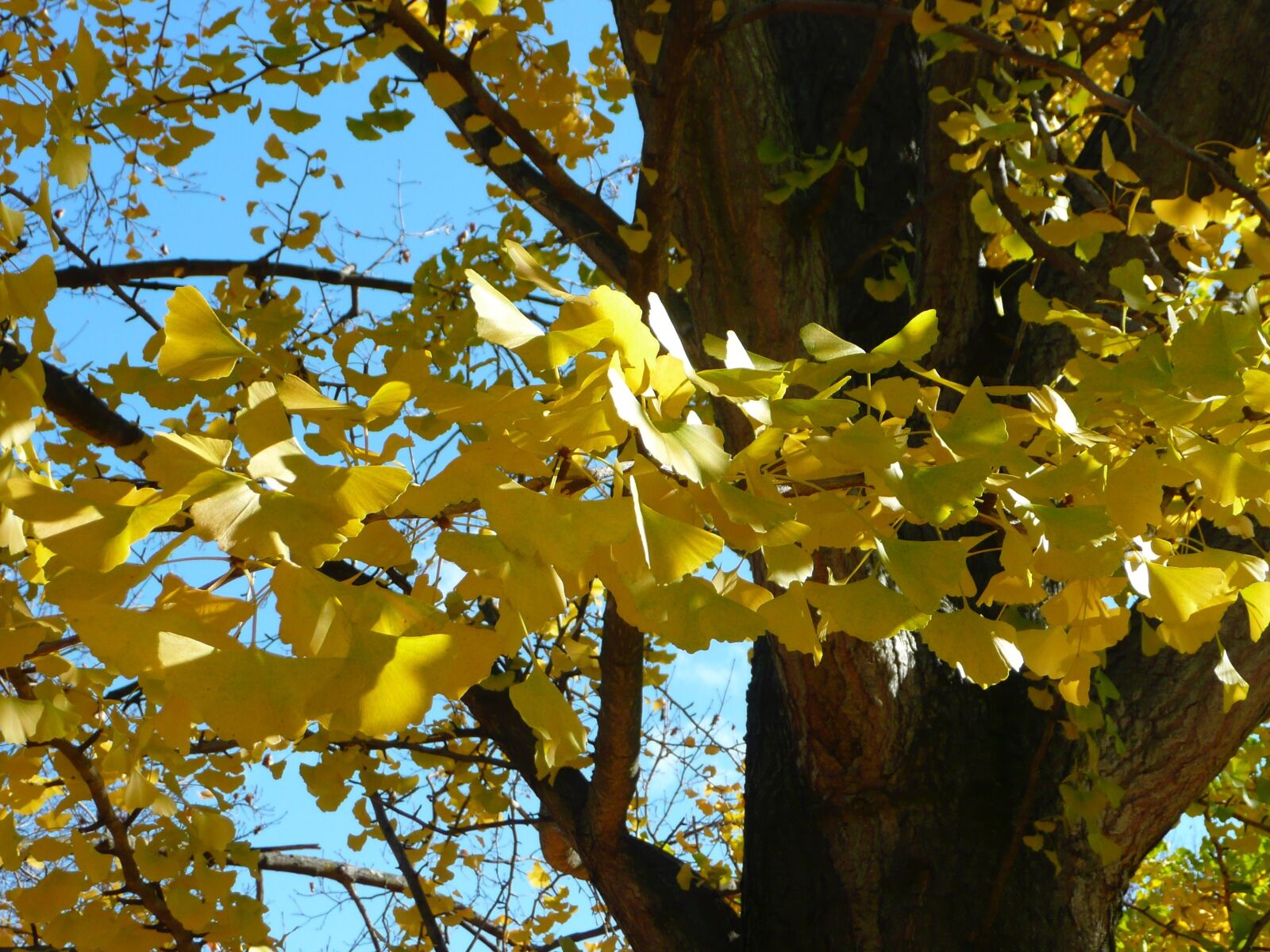 Panasonic DMC-TZ3 sample photo. Yellow, autumn leaves, leaf photography