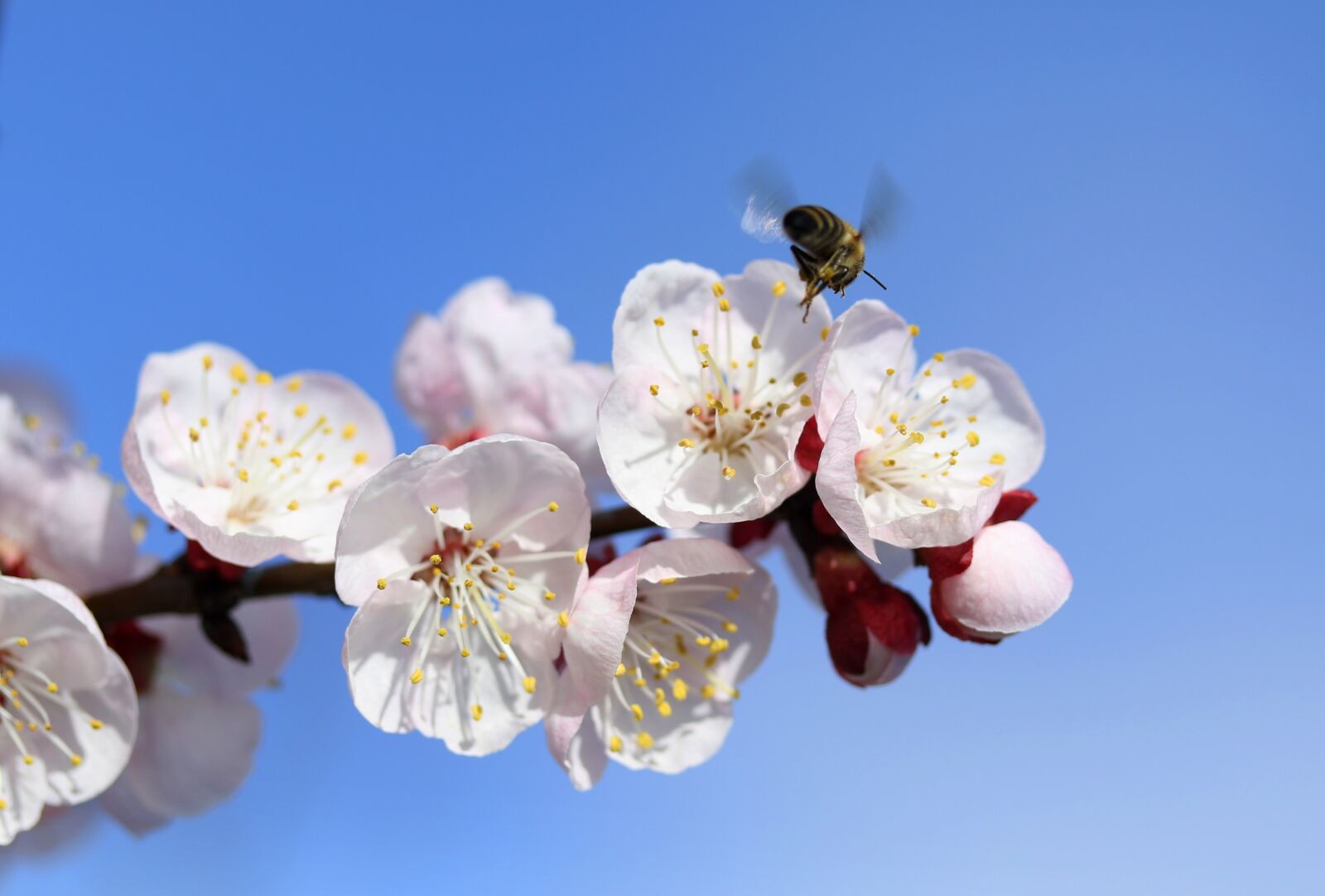 Canon EOS 7D Mark II sample photo. Bee, flowers, white photography