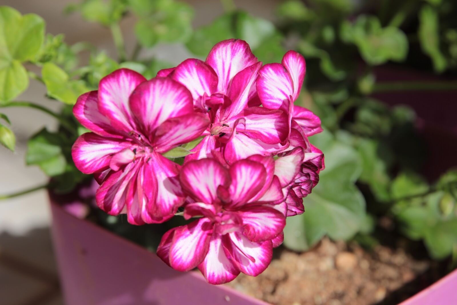 Canon EOS 550D (EOS Rebel T2i / EOS Kiss X4) sample photo. Geranium, plant, flower photography