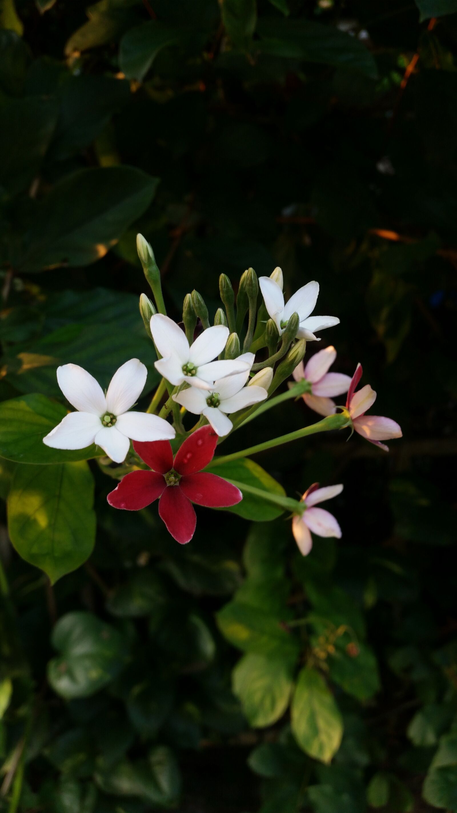 Samsung Galaxy S5 sample photo. Flower, flowers thailand, white photography