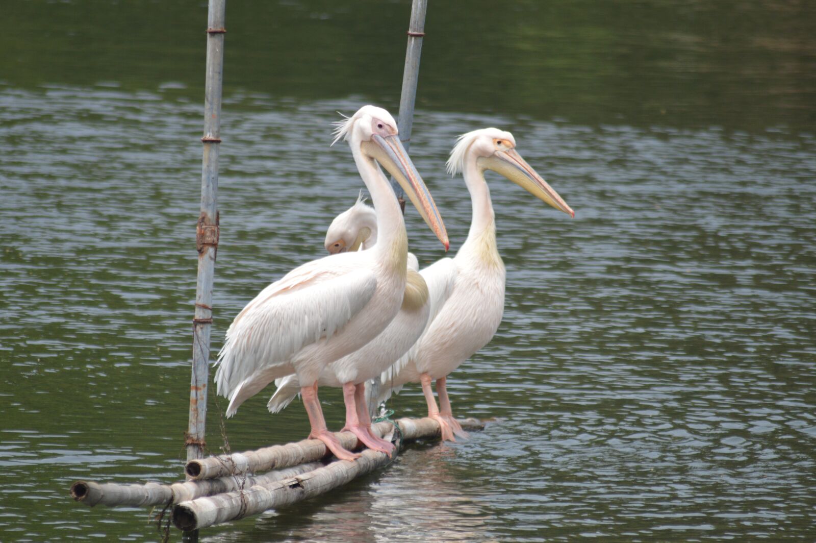 Nikon D3200 sample photo. Water, bird, nature photography