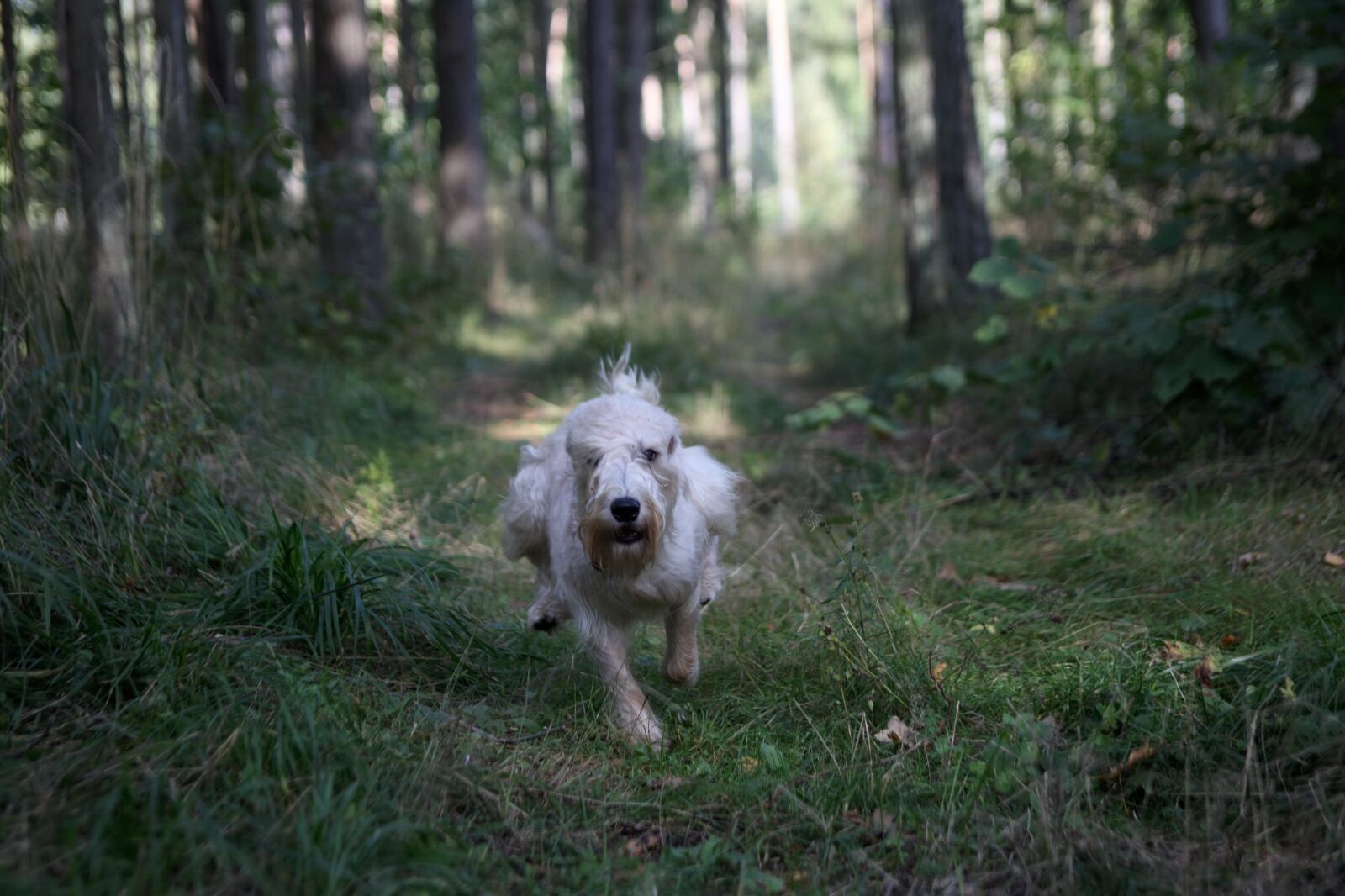 Canon EOS 6D sample photo. Animal, dog, nature photography