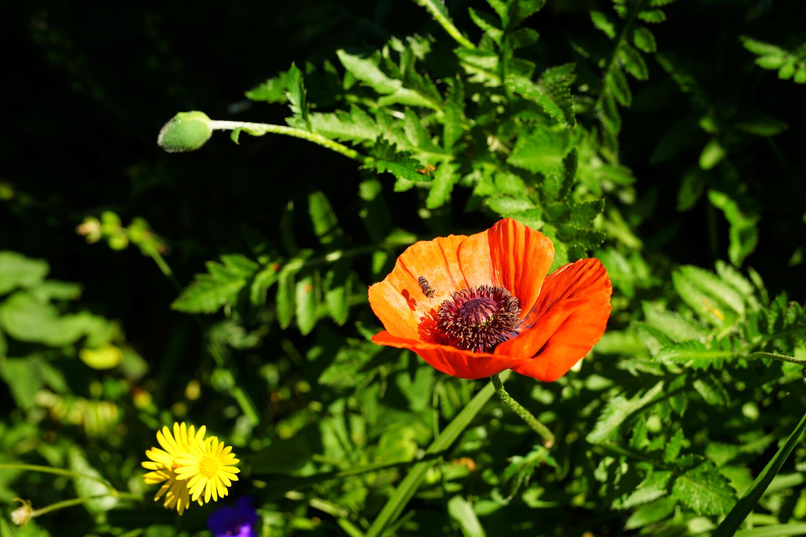 Sony a99 II + Minolta AF 50mm F1.4 [New] sample photo. Poppy, garden, mohngewaechs photography