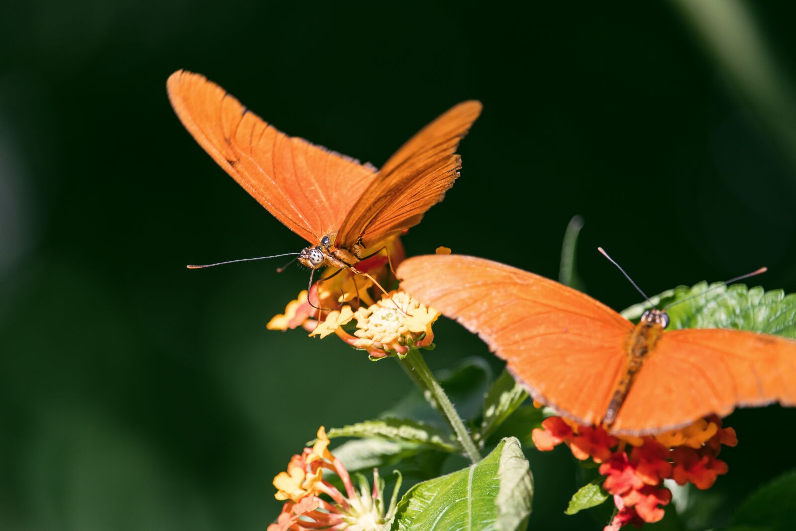 Canon EF-S 55-250mm F4-5.6 IS STM sample photo. Butterfly, insect, animal photography