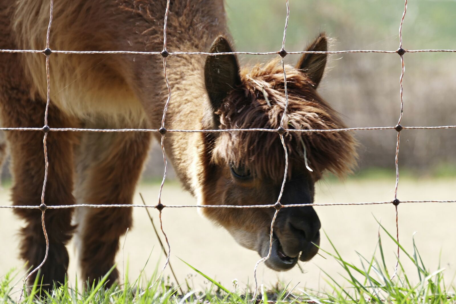 Panasonic Lumix DMC-FZ1000 sample photo. Electric fence, alpaca, pasture photography