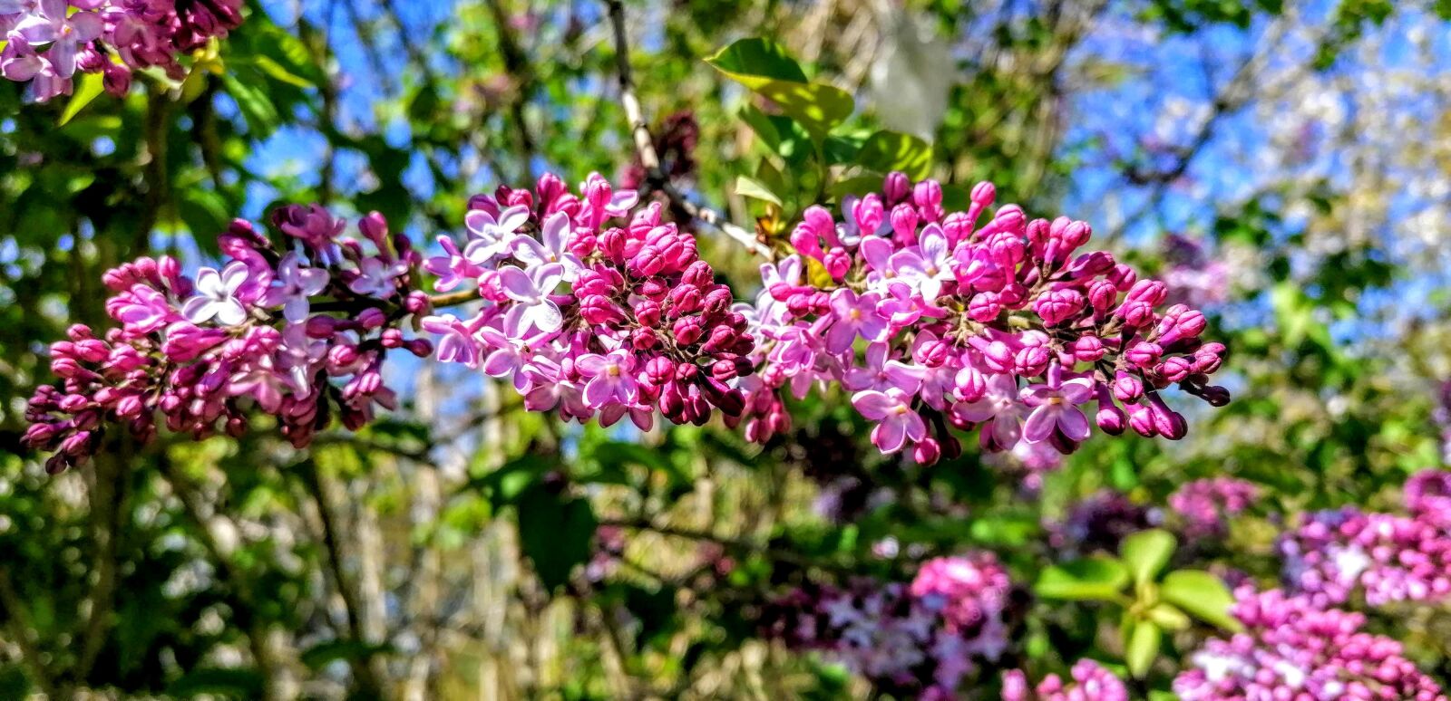 HUAWEI P30 LITE sample photo. Bright, flowering, spring photography