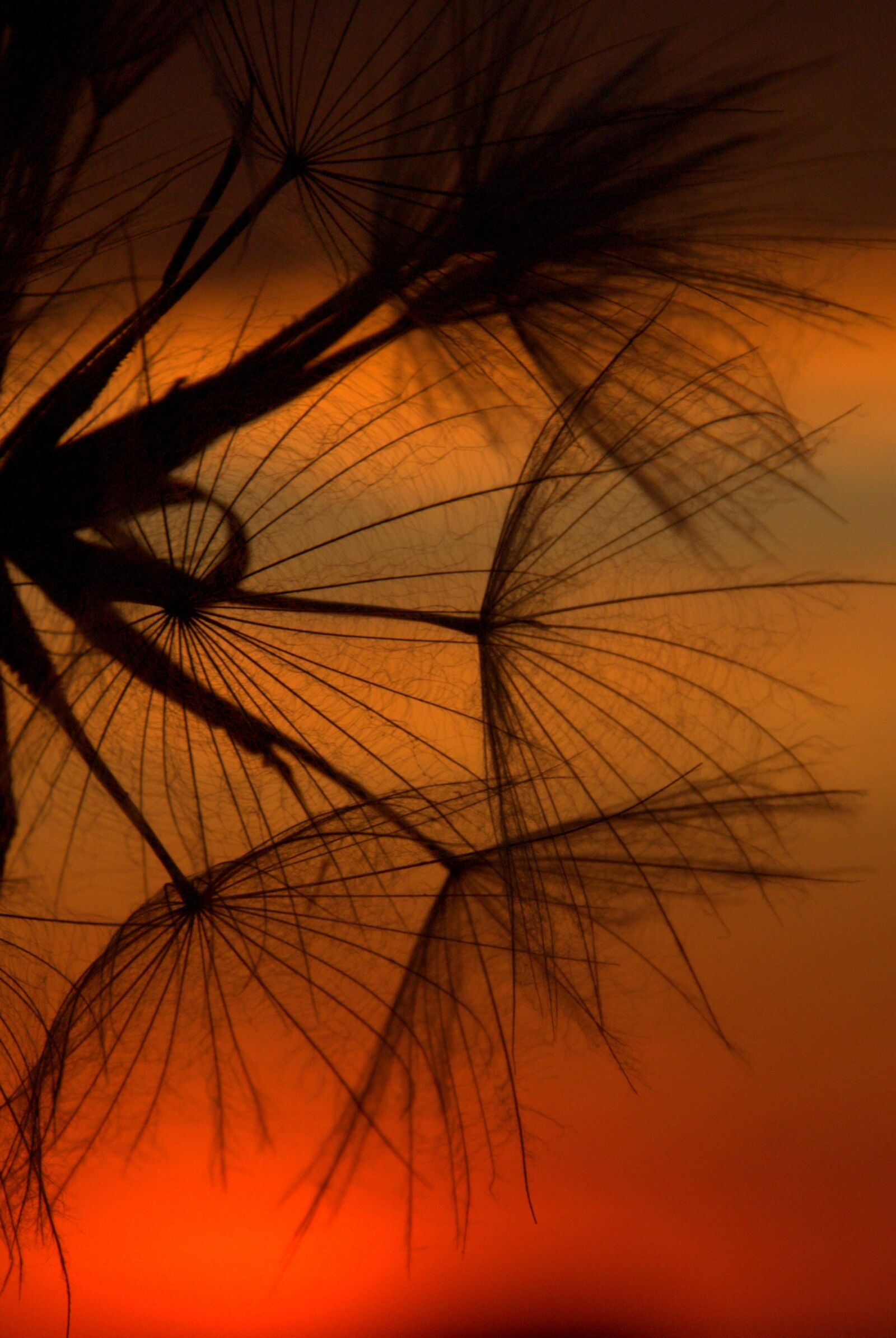Canon EOS 700D (EOS Rebel T5i / EOS Kiss X7i) sample photo. Dandelion, sunset, evening photography