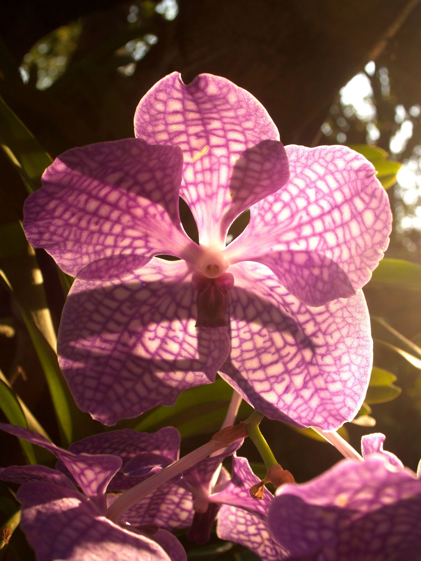 Olympus E-300 (EVOLT E-300) sample photo. Orchid, flower, bright photography