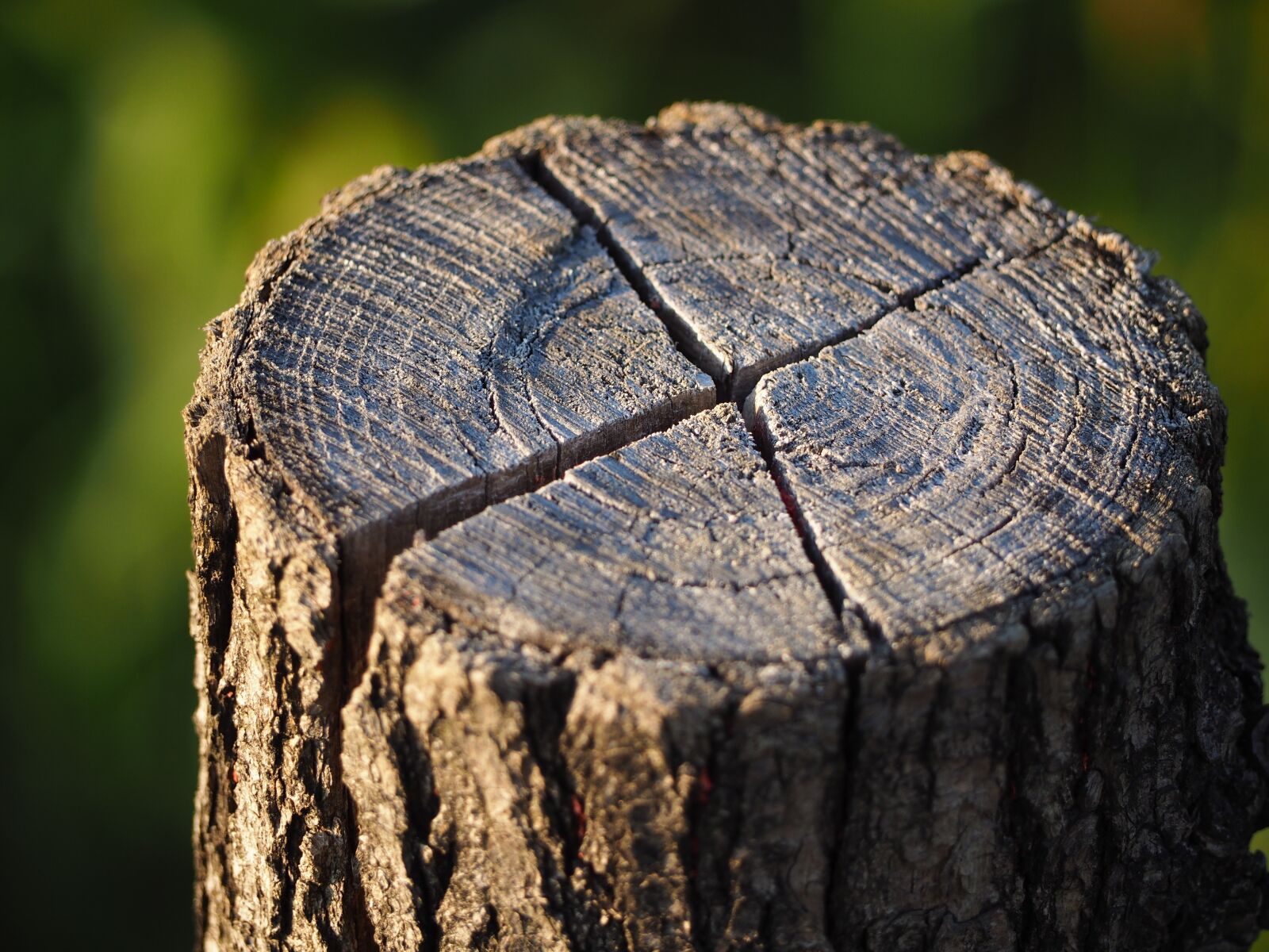 Olympus OM-D E-M10 sample photo. Log, annual rings, tree photography