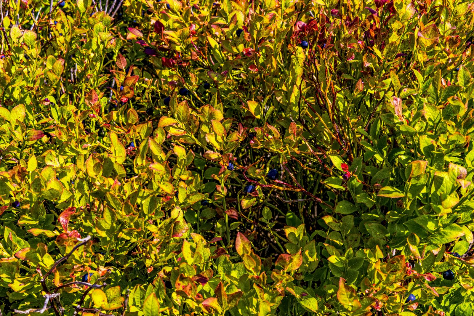 Sony a6300 + Sigma 30mm F2.8 EX DN sample photo. Heidelbeerstrauch, blueberry, bavarian forest photography