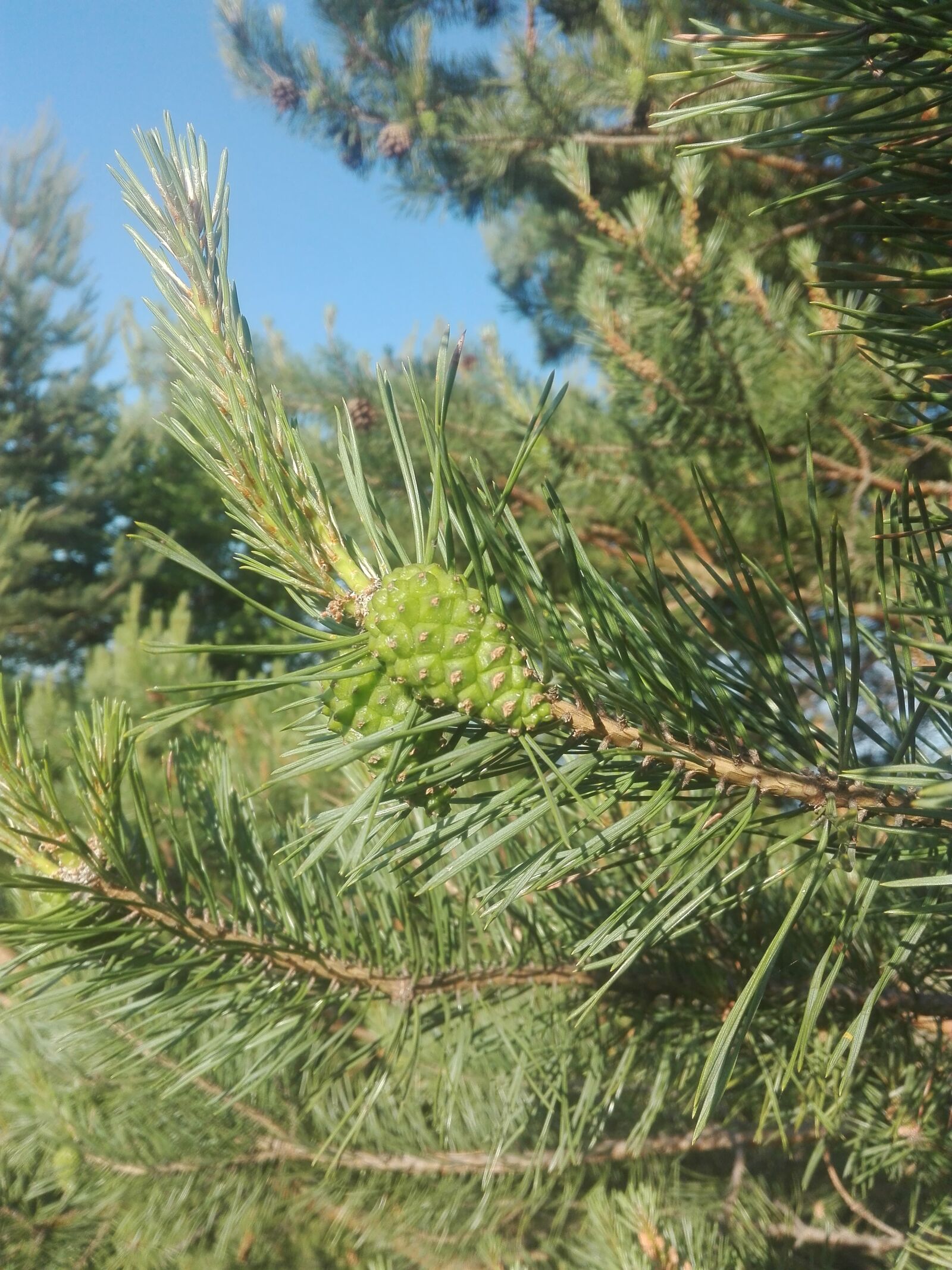 HUAWEI P8 Lite sample photo. Pine, green, nature photography