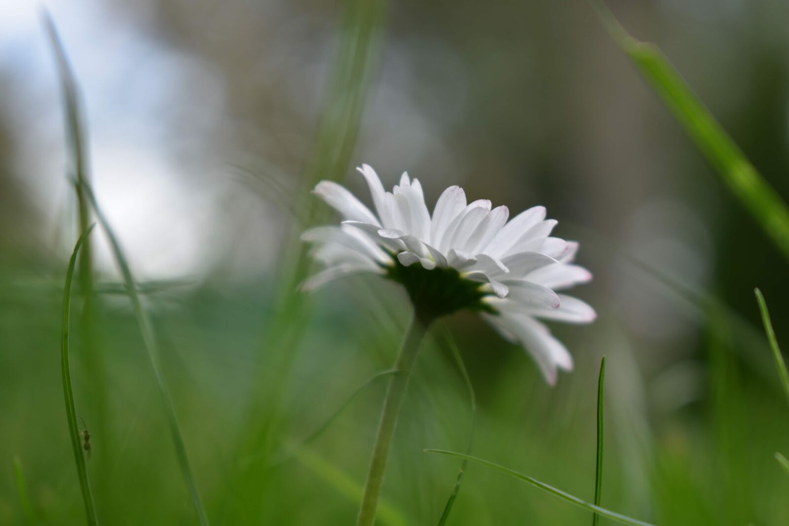 Nikon D3500 sample photo. Blurry, close-up, daisy, grass photography