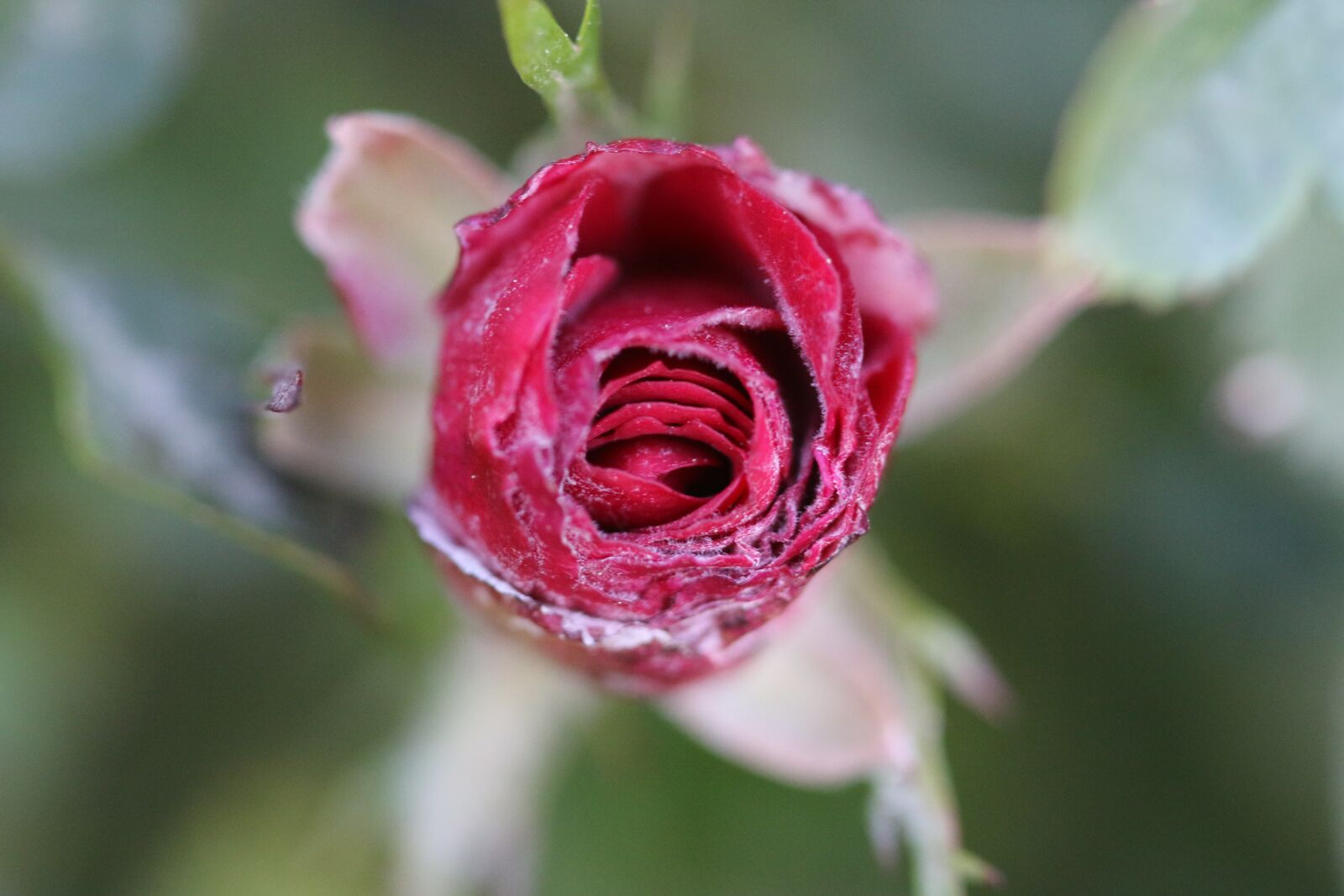 Canon EOS 70D + Canon EF 100mm F2.8 Macro USM sample photo. Pink, rose, flower photography