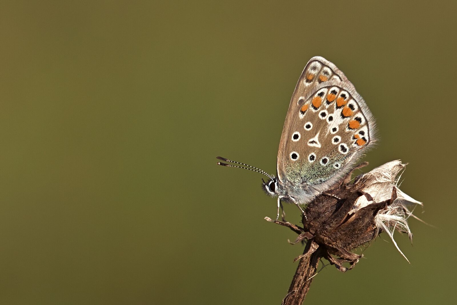 Nikon D5200 sample photo. Butterfly, hauhechel blue, insect photography