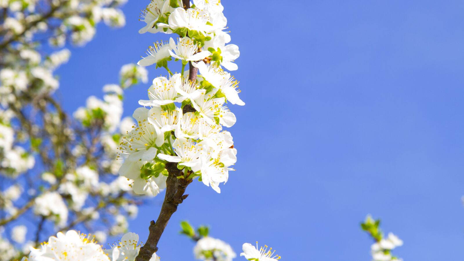 Canon EOS 700D (EOS Rebel T5i / EOS Kiss X7i) sample photo. Flower, cherry, plum photography
