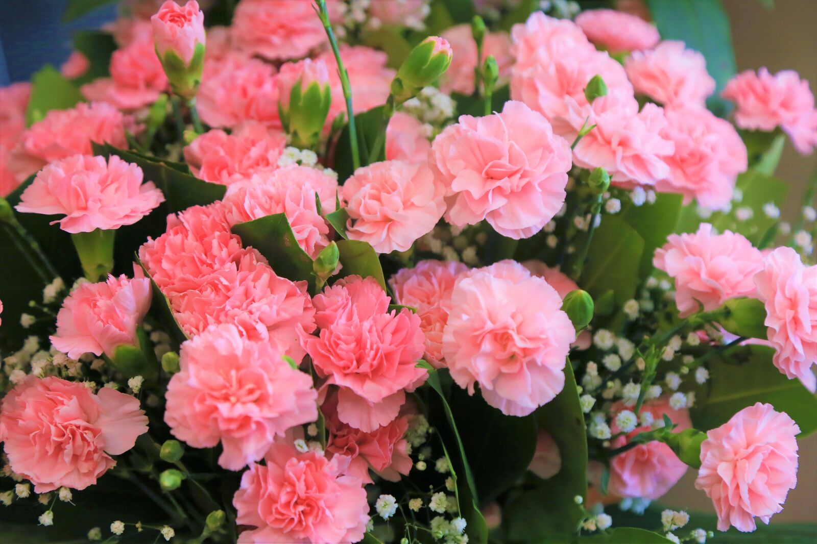 Canon EF 24-105mm F4L IS USM sample photo. Flowers, clove, spring photography