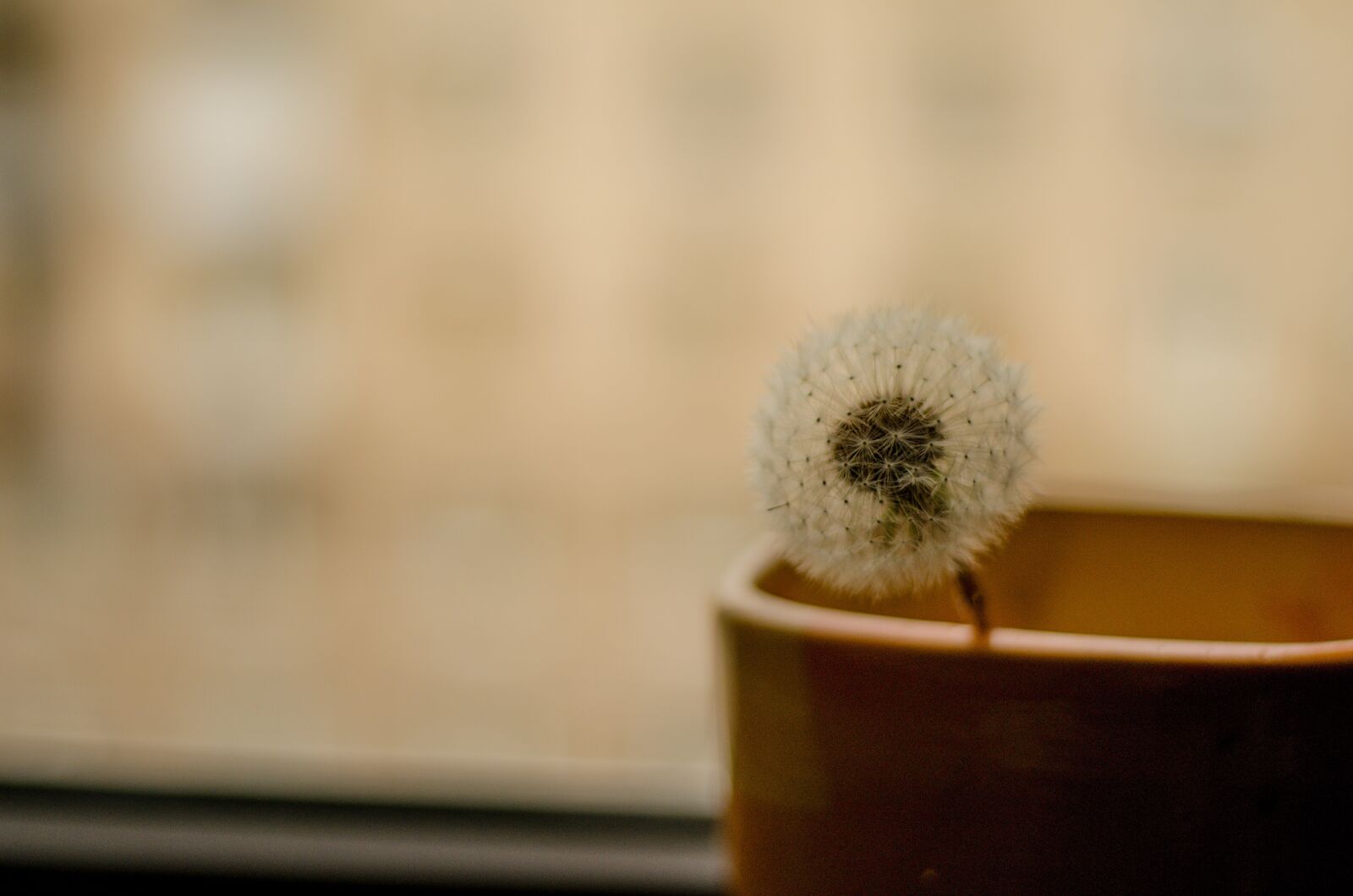 Nikon D5100 sample photo. Dandelion, flower, plant photography