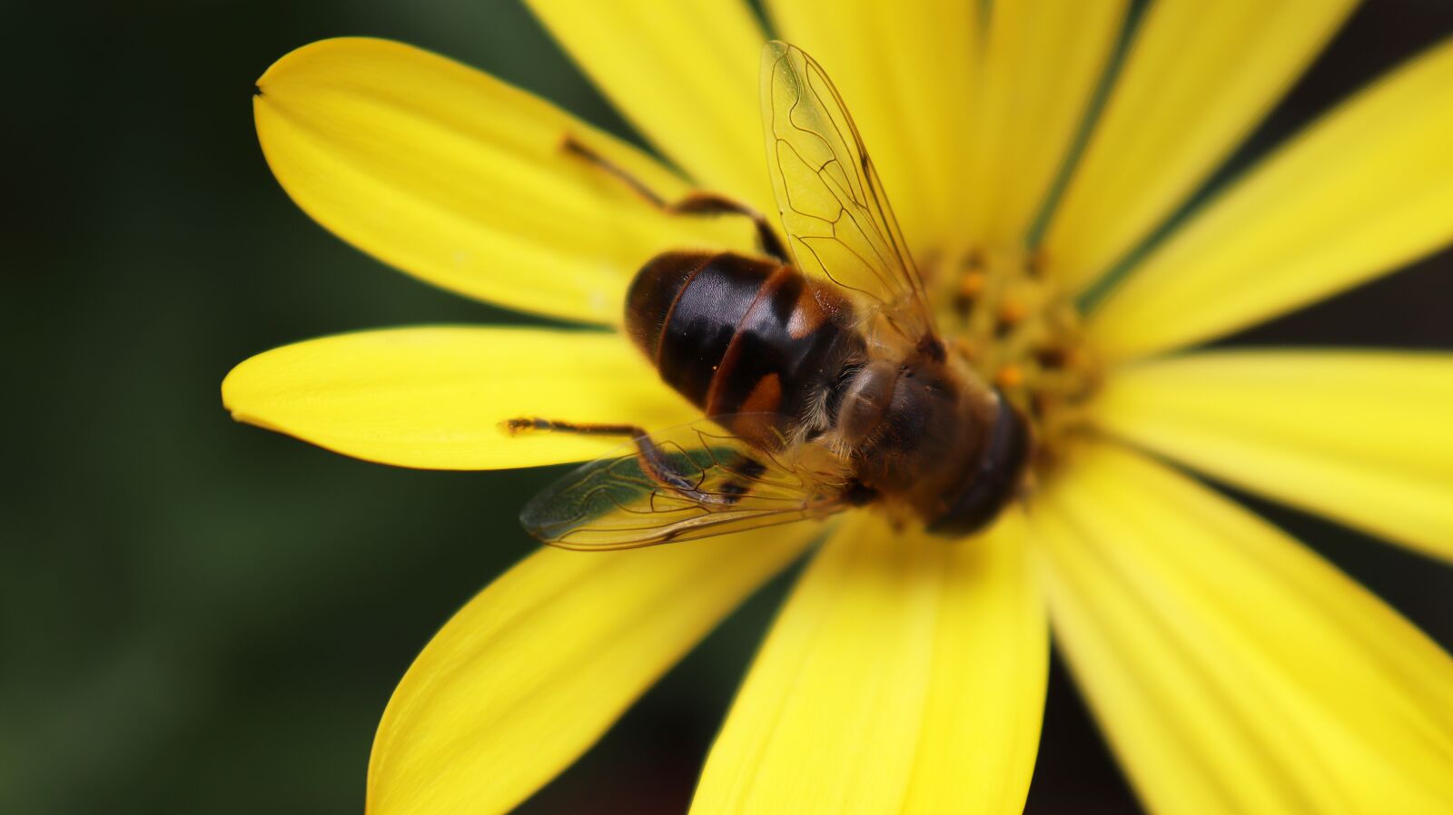Canon EOS M50 (EOS Kiss M) sample photo. Bee, nature, insect photography