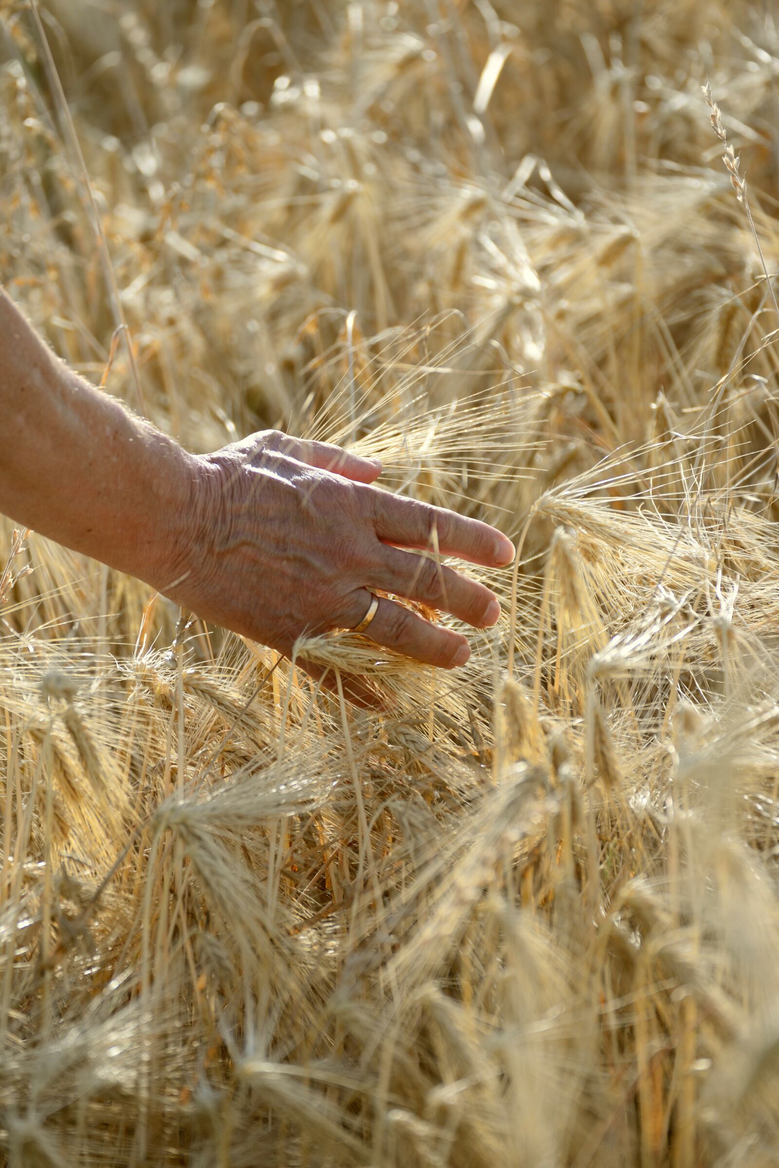 Nikon D610 sample photo. Hand, human, man photography