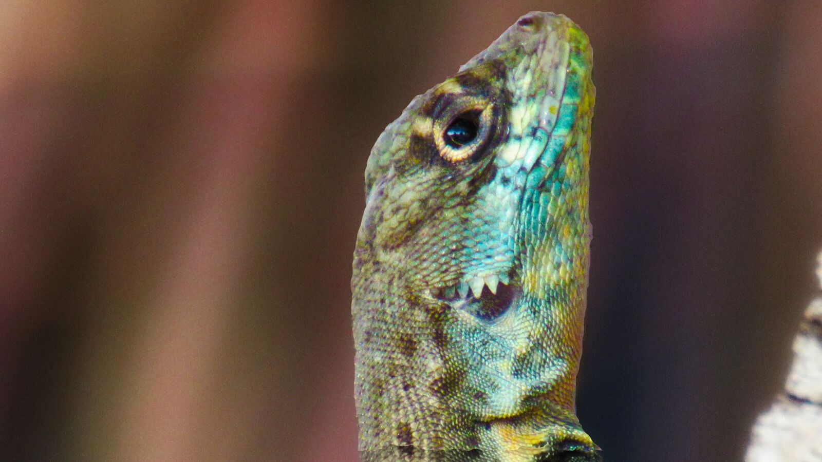 Canon PowerShot SX520 HS sample photo. Calango, lizard, reptile photography