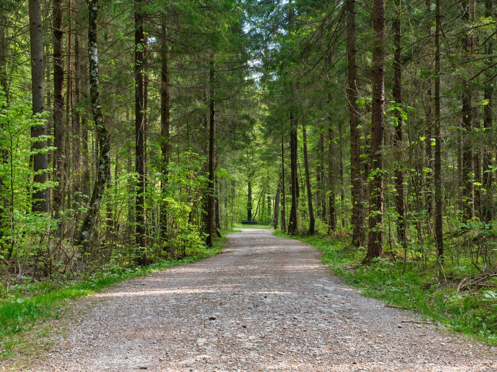 Nikon D7500 sample photo. Forest, away, forest path photography