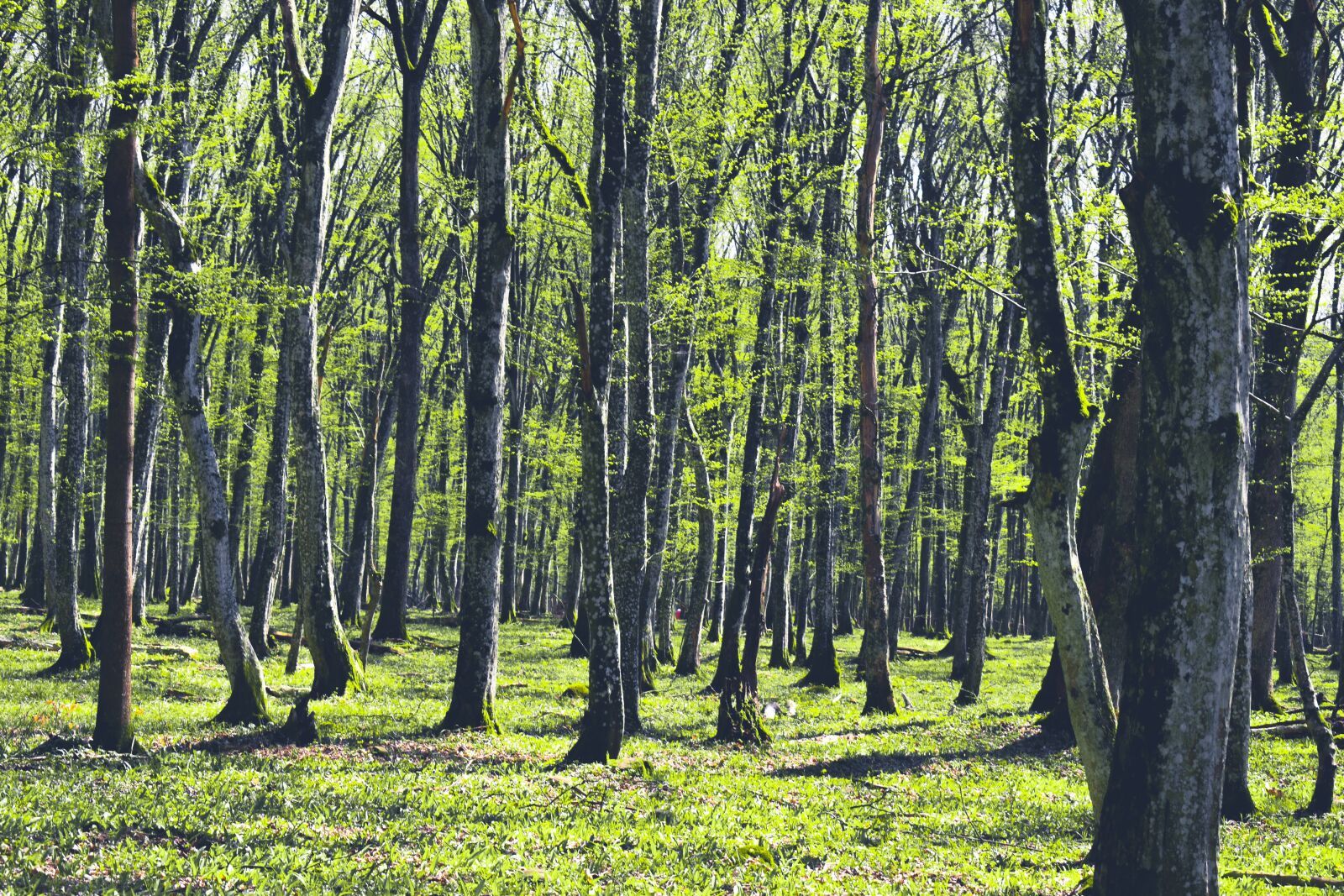 Nikon D3500 sample photo. Forest, green, trees photography