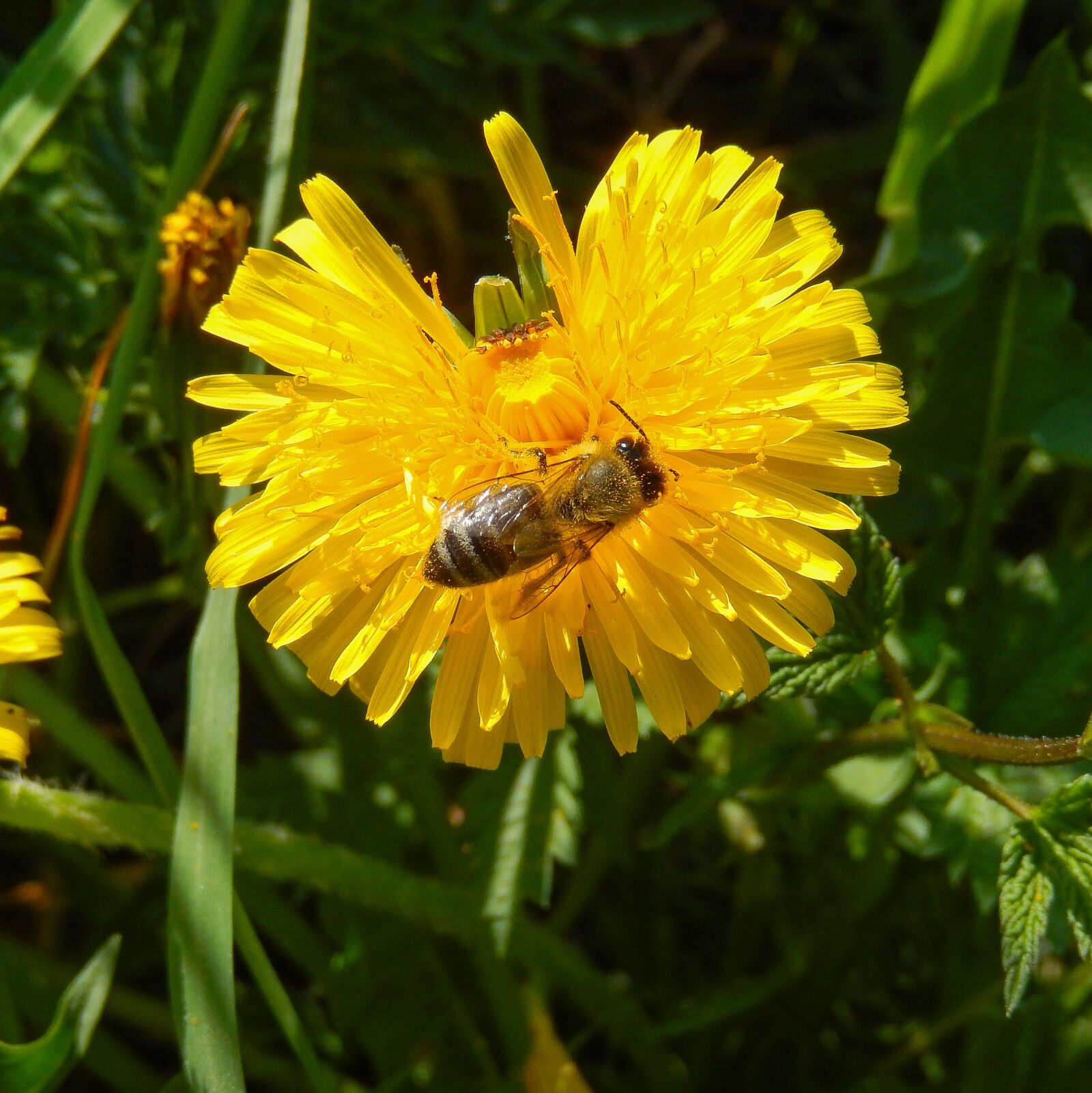 Nikon Coolpix S9500 sample photo. Common dandelion, taraxacum, wild photography