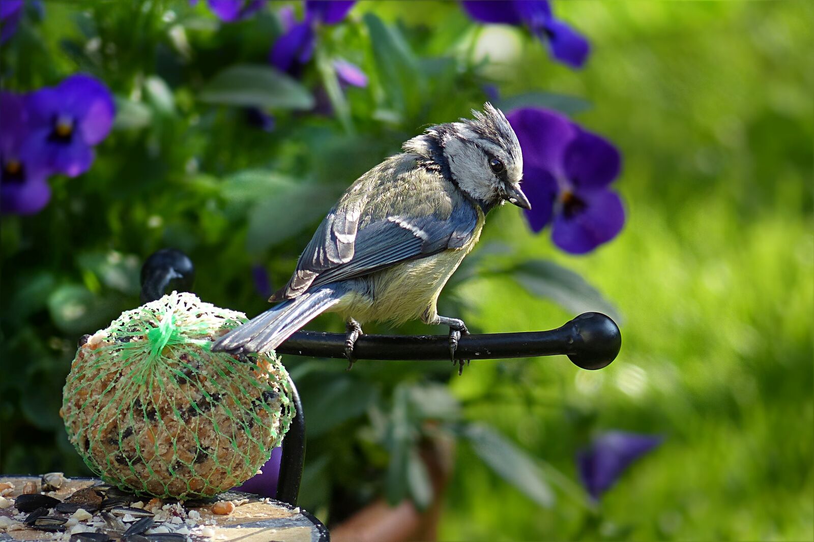 Panasonic Lumix DMC-FZ200 sample photo. Blue tit, cyanistes caeruleus photography