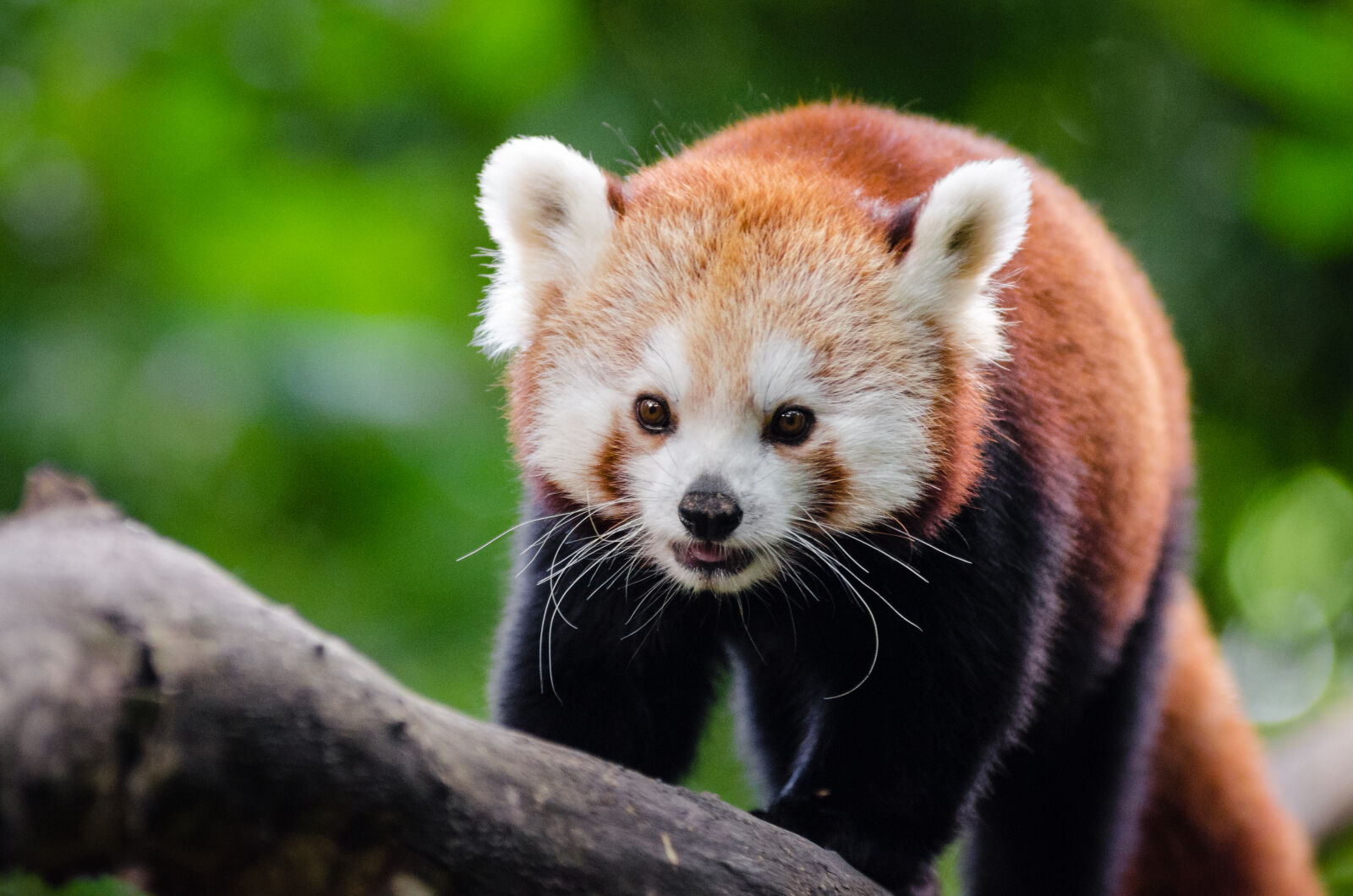 AF Zoom-Nikkor 80-200mm f/2.8 ED sample photo