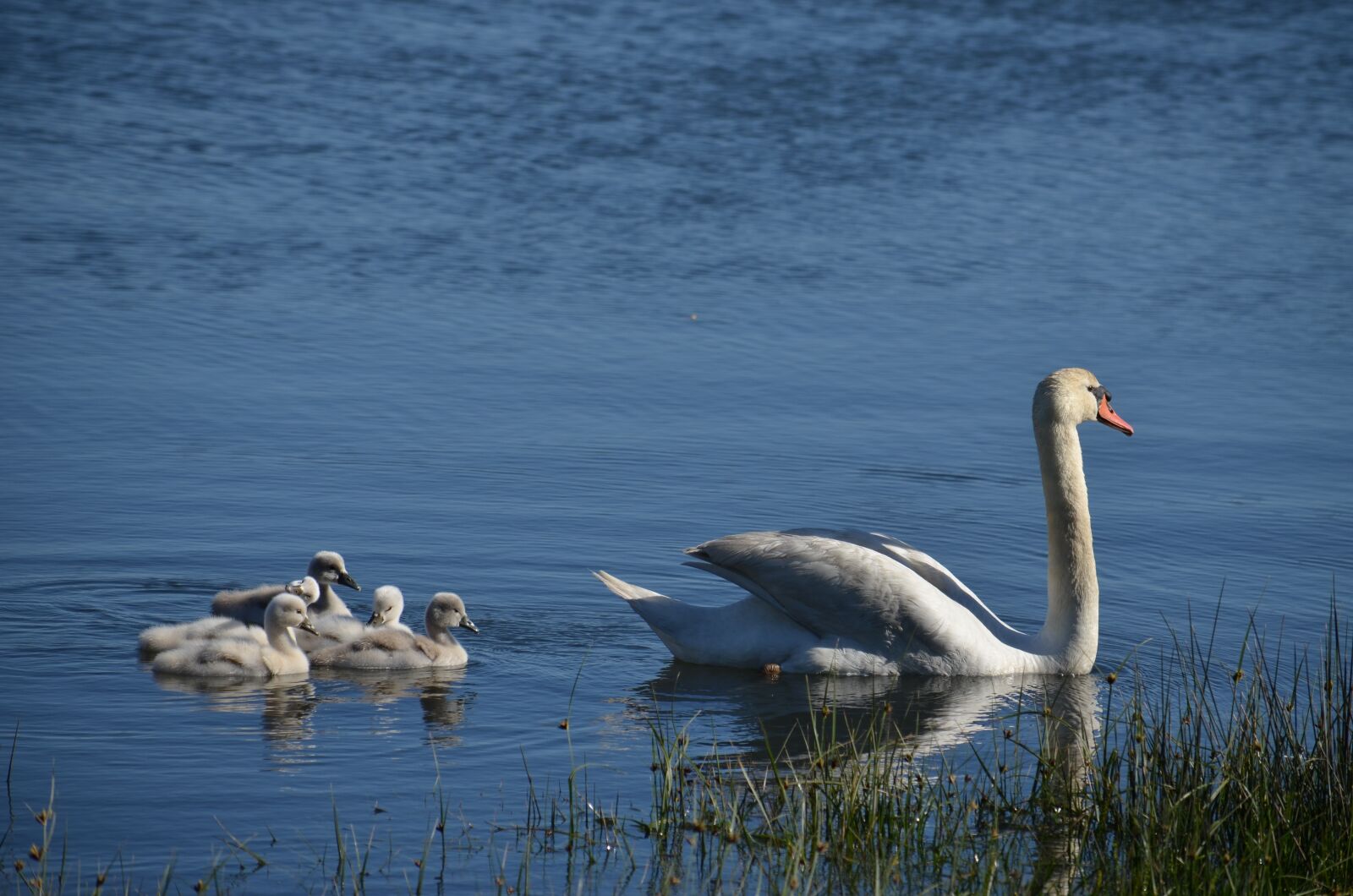 Nikon D5100 sample photo. Swans, sea, galicia photography