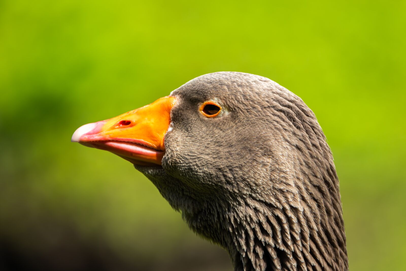 Canon EOS 80D sample photo. Bird, goose, head photography