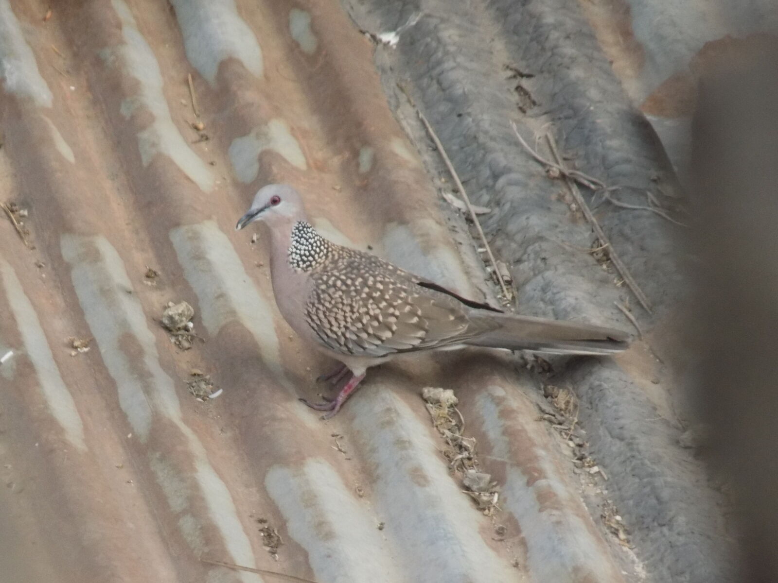 Nikon COOLPIX L330 sample photo. Bird photography