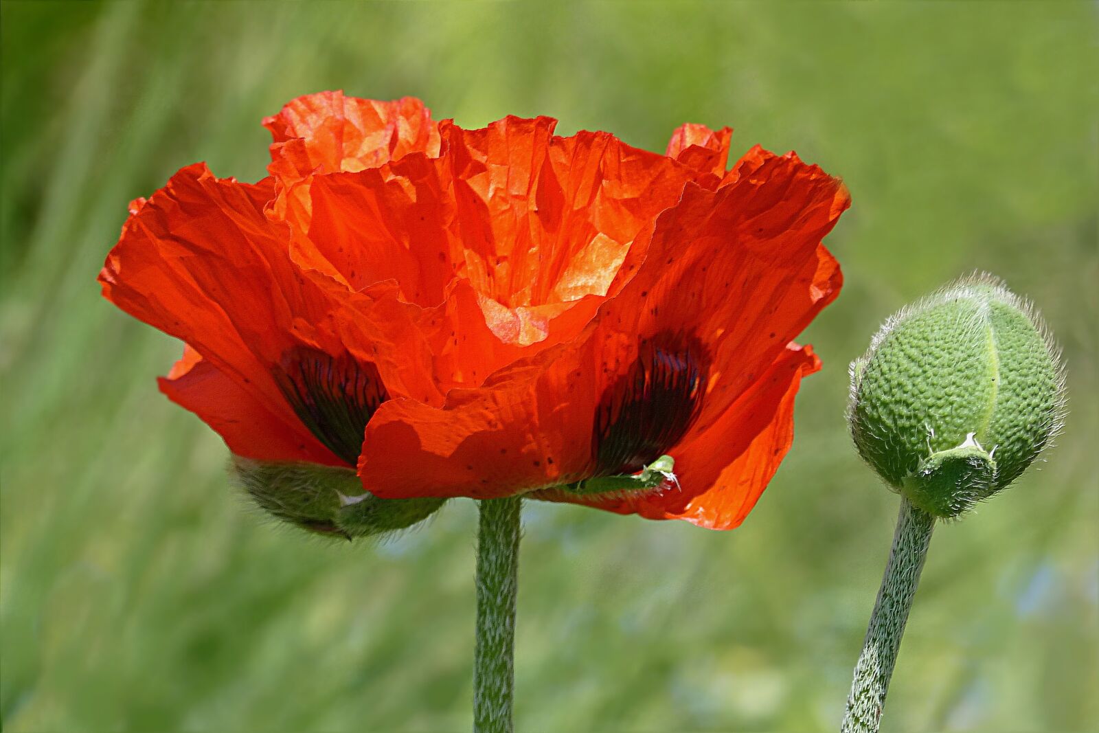 Panasonic Lumix DMC-FZ200 sample photo. Flower, poppy, poppy flower photography