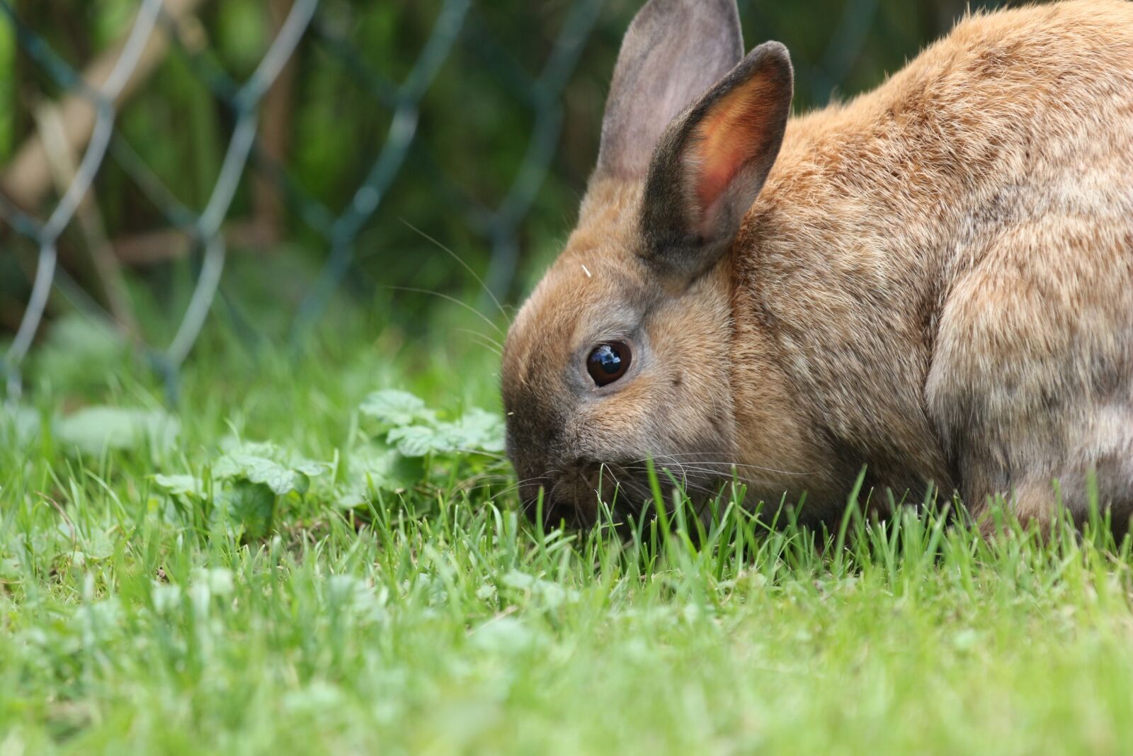 Canon EOS 650D (EOS Rebel T4i / EOS Kiss X6i) + Canon EF 70-200mm F4L IS USM sample photo. Hare, rabbit, close up photography