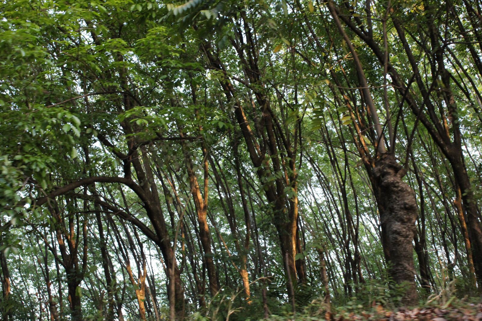 Canon EOS 1300D (EOS Rebel T6 / EOS Kiss X80) sample photo. Arboles, hule, carretera photography