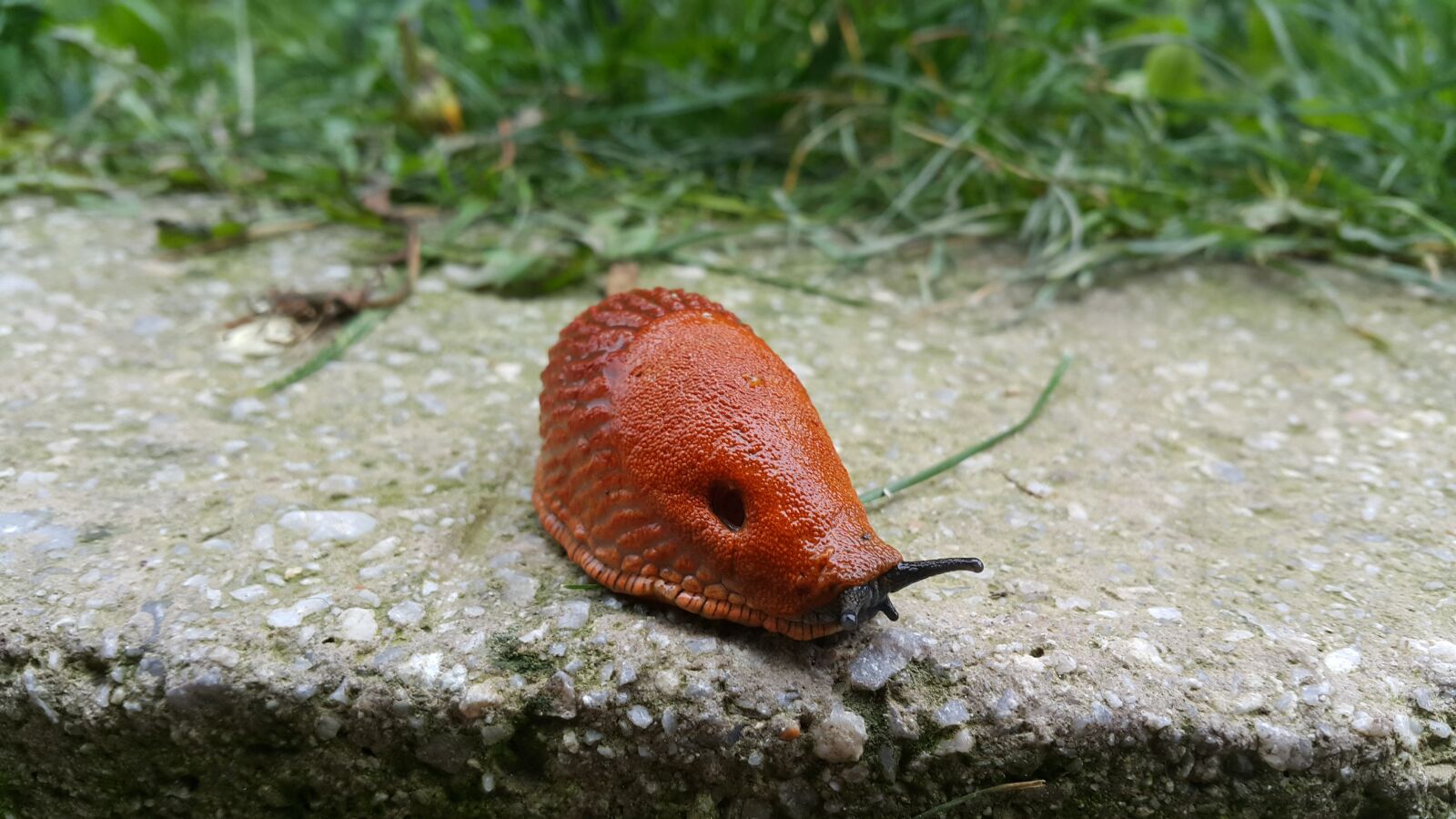 Samsung Galaxy Note4 sample photo. Snail photography