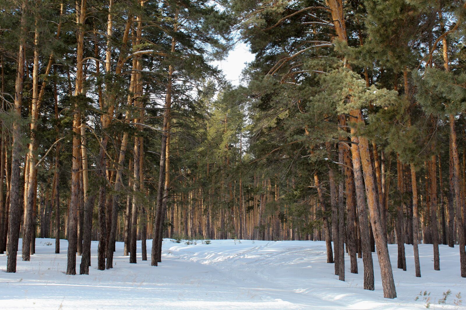 Canon EOS 600D (Rebel EOS T3i / EOS Kiss X5) sample photo. Pine, forest, nature photography