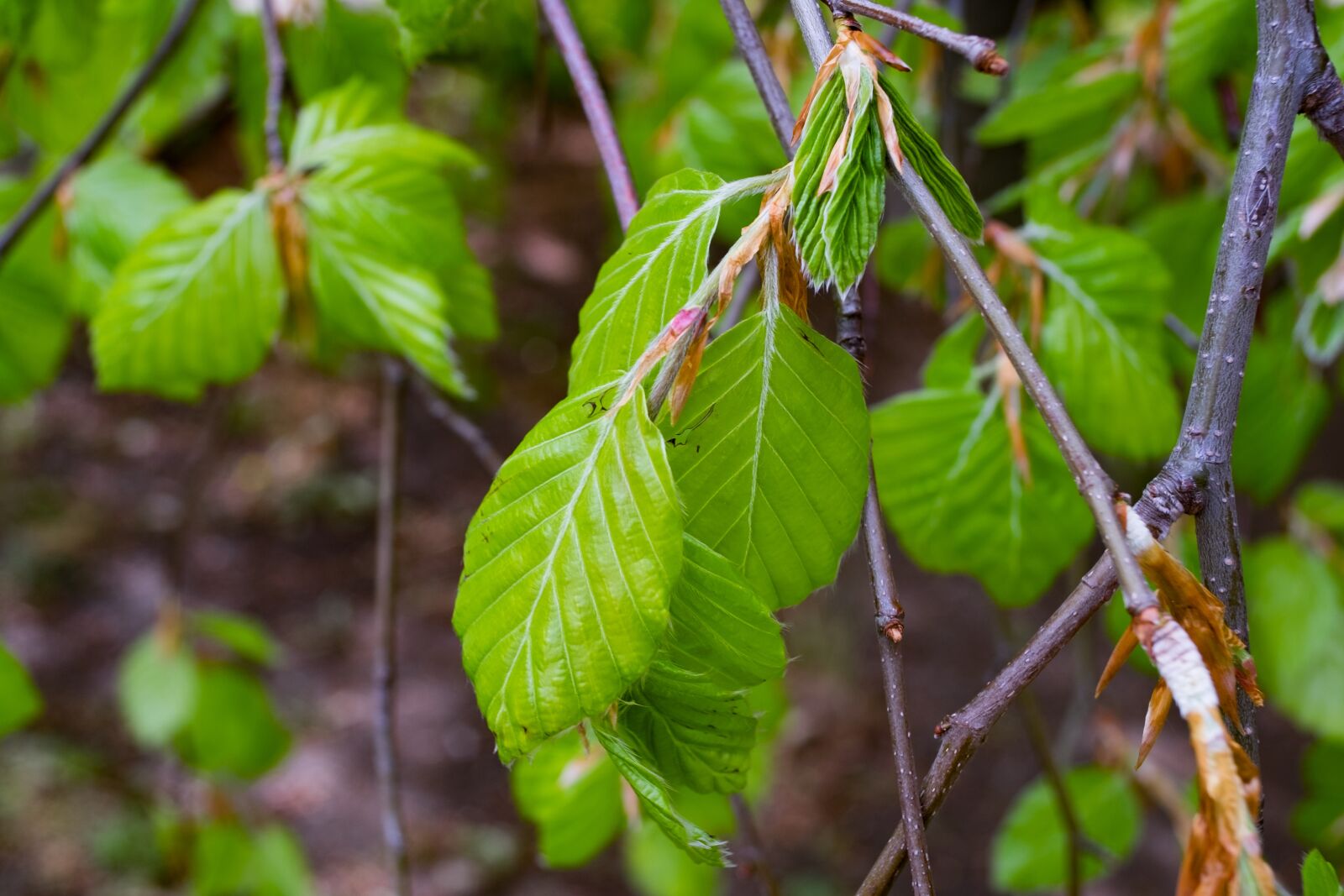 Fujifilm X-T10 sample photo. Beech, fagus, tree photography