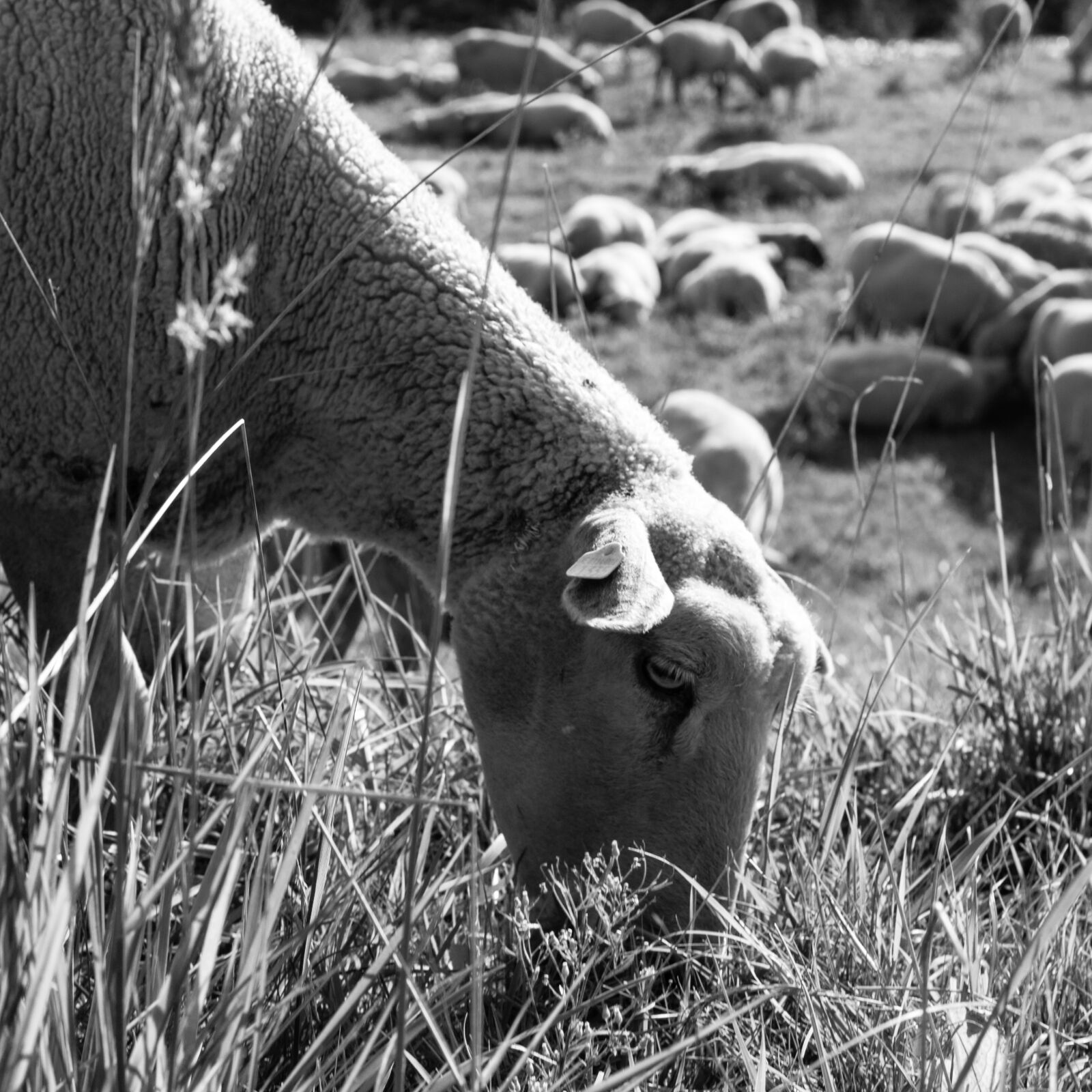 Canon EOS 600D (Rebel EOS T3i / EOS Kiss X5) + Canon EF 40mm F2.8 STM sample photo. Sheep, graze, eat photography