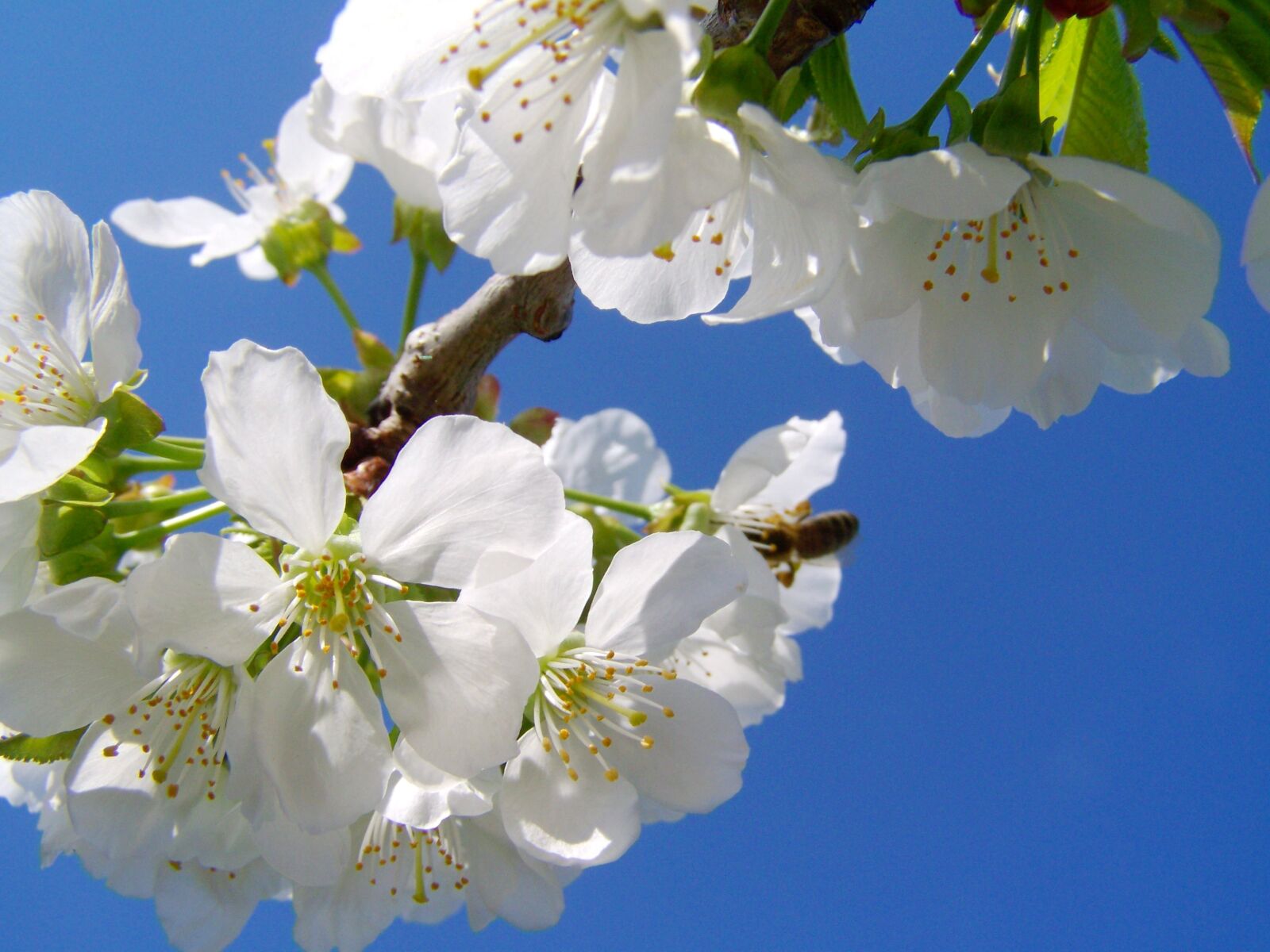 Kodak EASYSHARE ZD710 ZOOM DIGITAL CAMERA sample photo. Cherry tree flower, white photography
