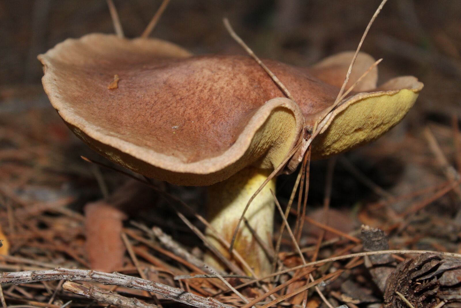 Canon EOS 1200D (EOS Rebel T5 / EOS Kiss X70 / EOS Hi) sample photo. Nature, fungi, autumn photography