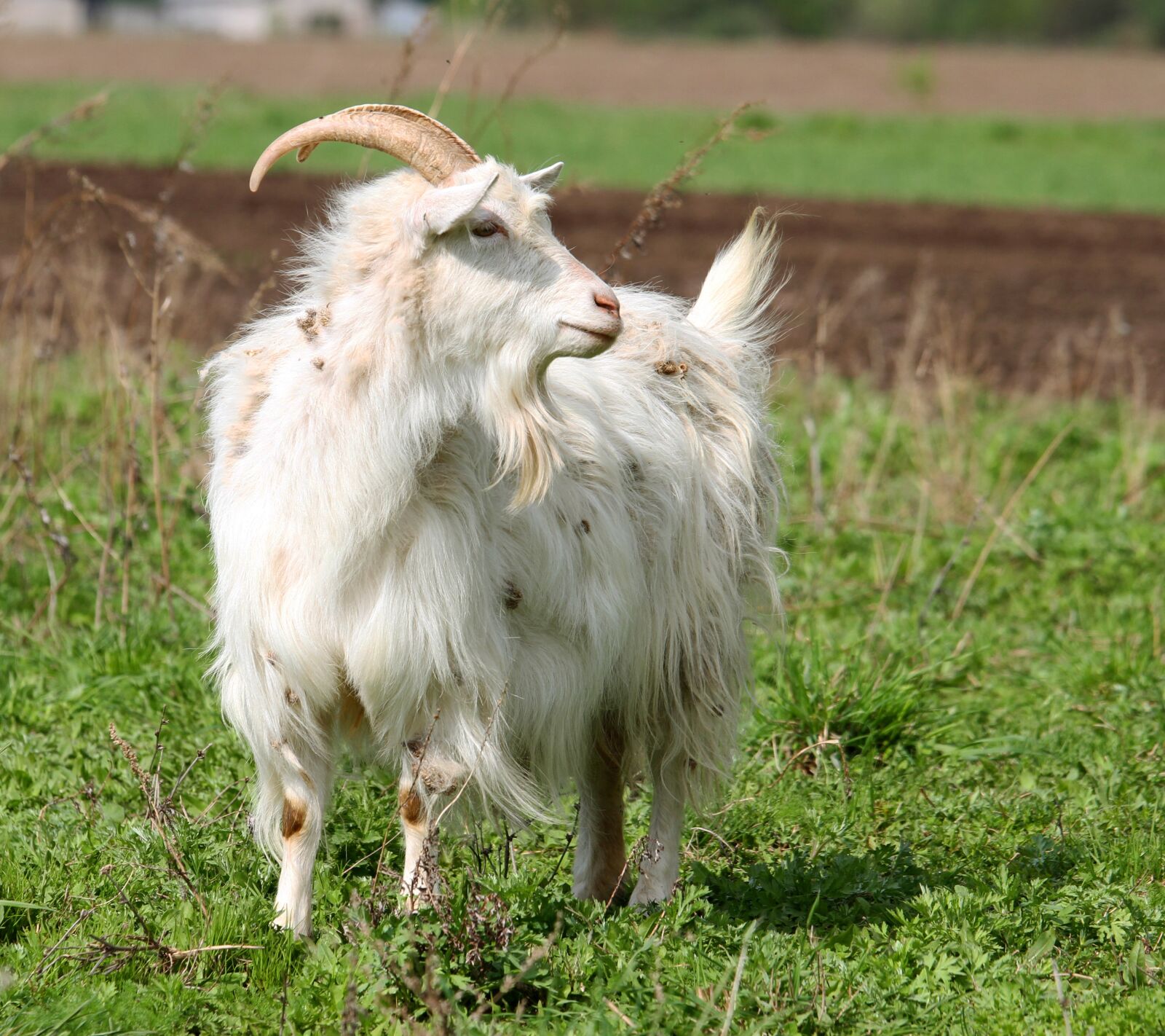 Canon EOS 7D sample photo. Goat, animal, animals photography