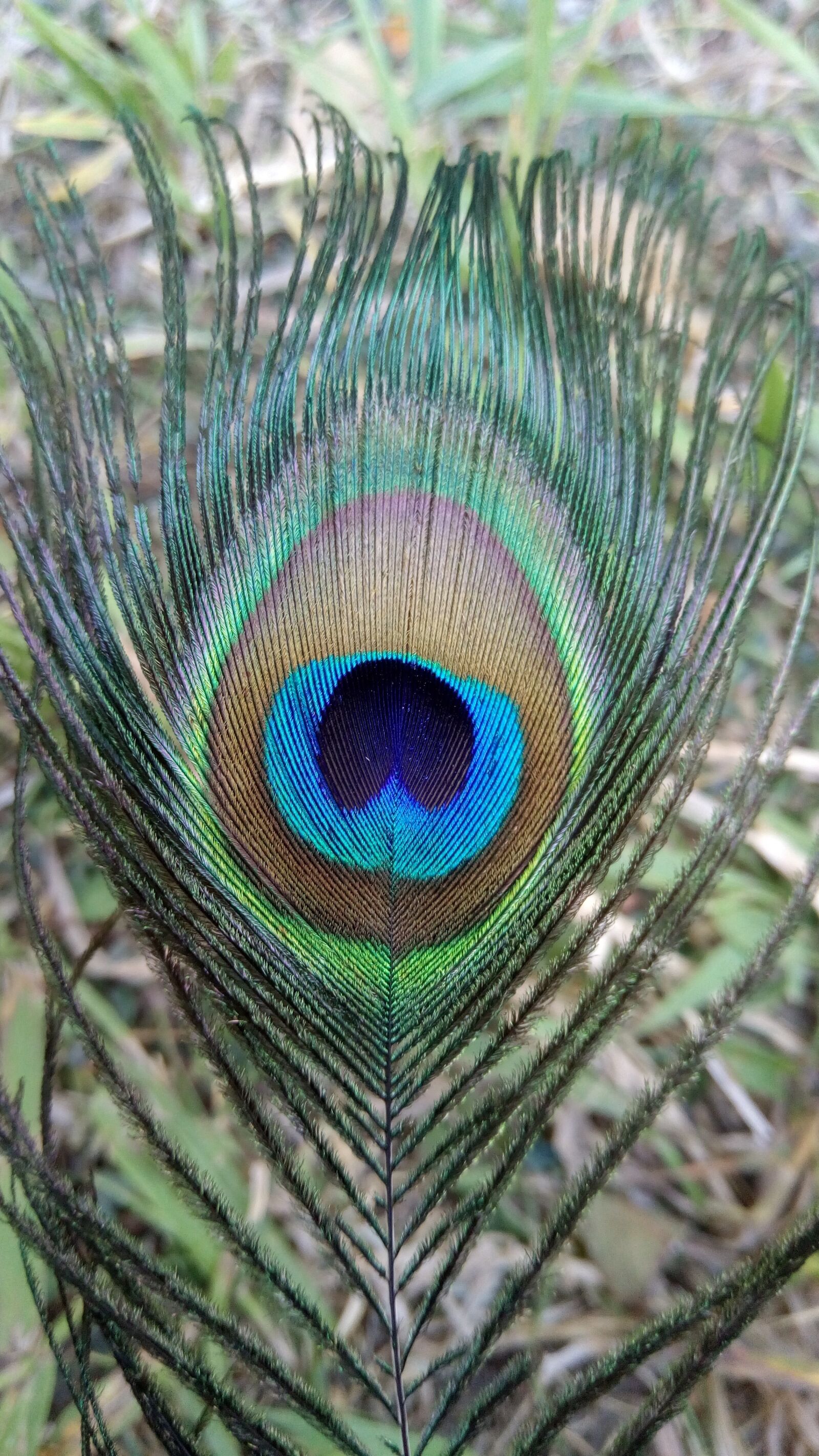 ASUS ZenFone 3 Max (ZC520TL) sample photo. Bird, feather, peacock photography