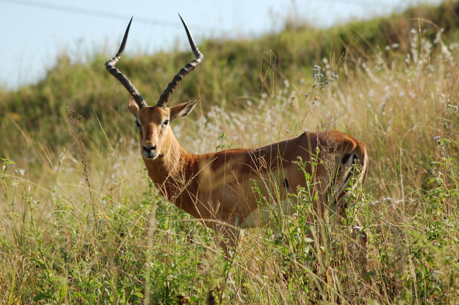 Nikon D50 sample photo. Africa, animals, impala photography