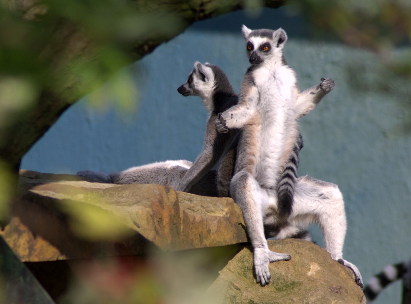 Pentax K-x sample photo. Ring tailed lemur, monkey photography