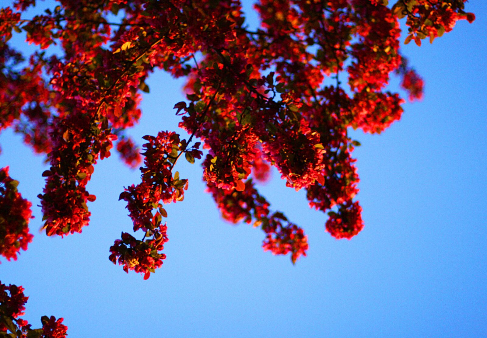 Canon EOS 40D sample photo. Tree, season, nature photography