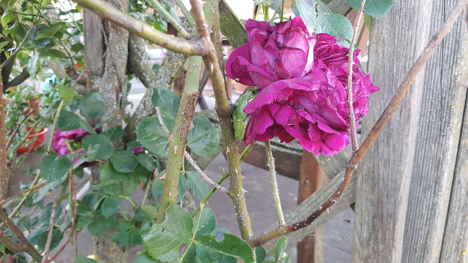 Samsung Galaxy S7 sample photo. Frog, rose, fragrance photography