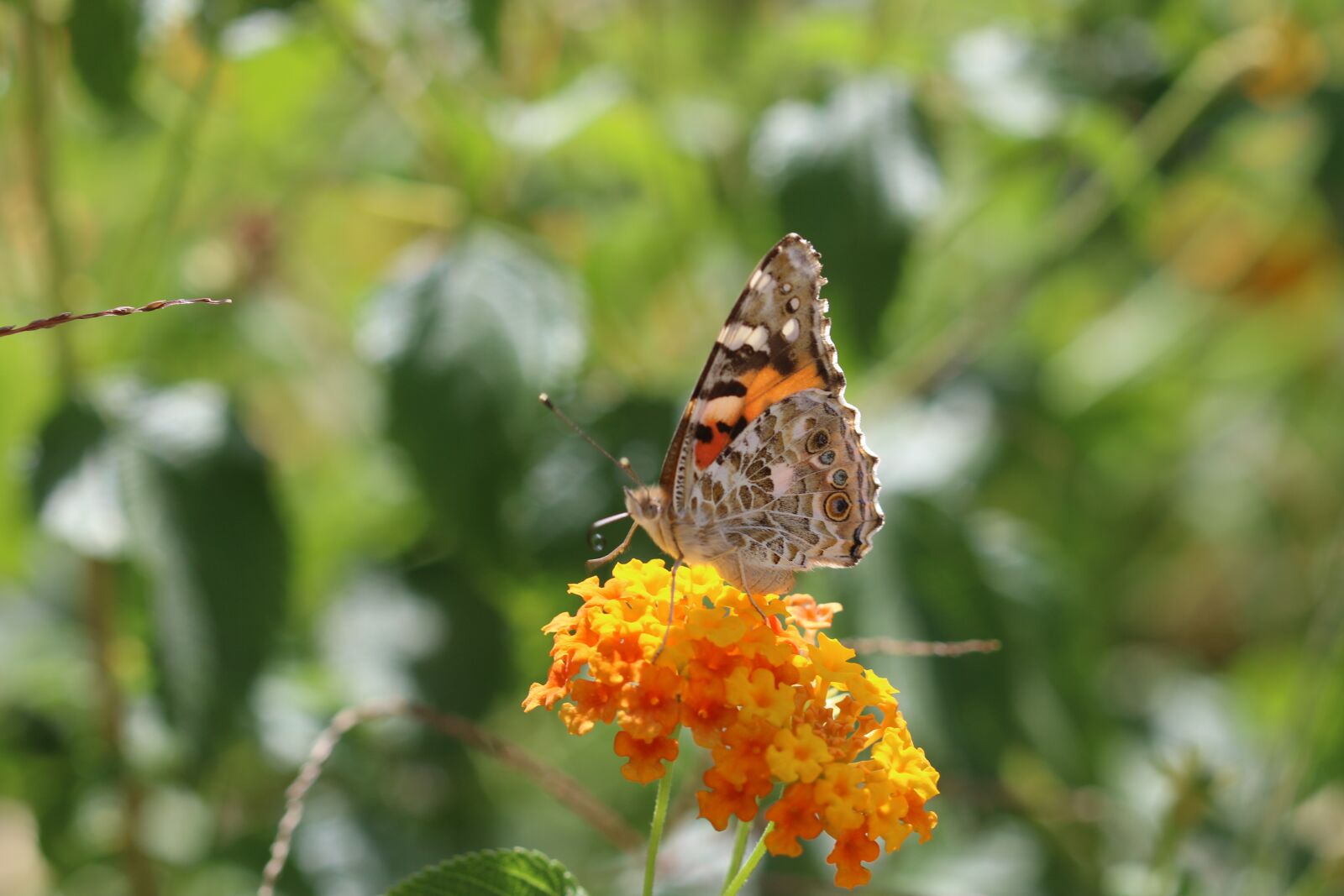 Canon EOS 70D + Canon EF 100mm F2.8 Macro USM sample photo. Butterfly, macro, close photography