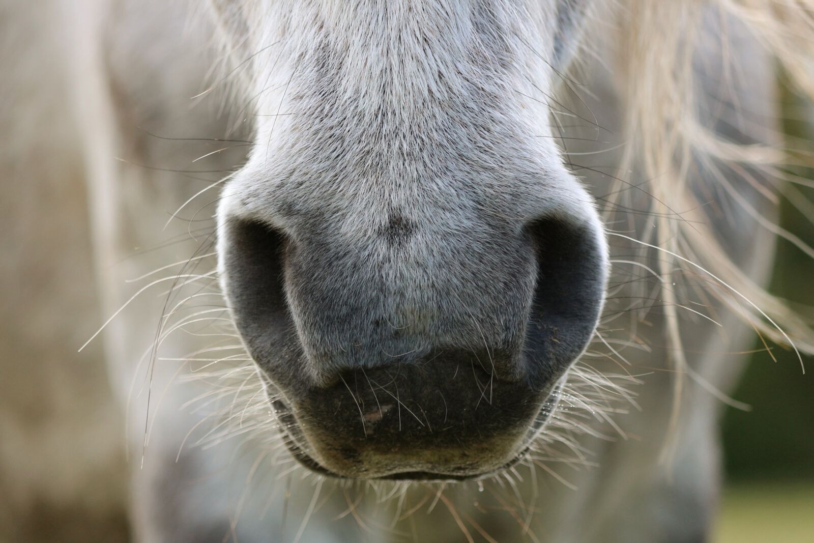 Canon EOS 700D (EOS Rebel T5i / EOS Kiss X7i) sample photo. Animal, nature, nostrils photography